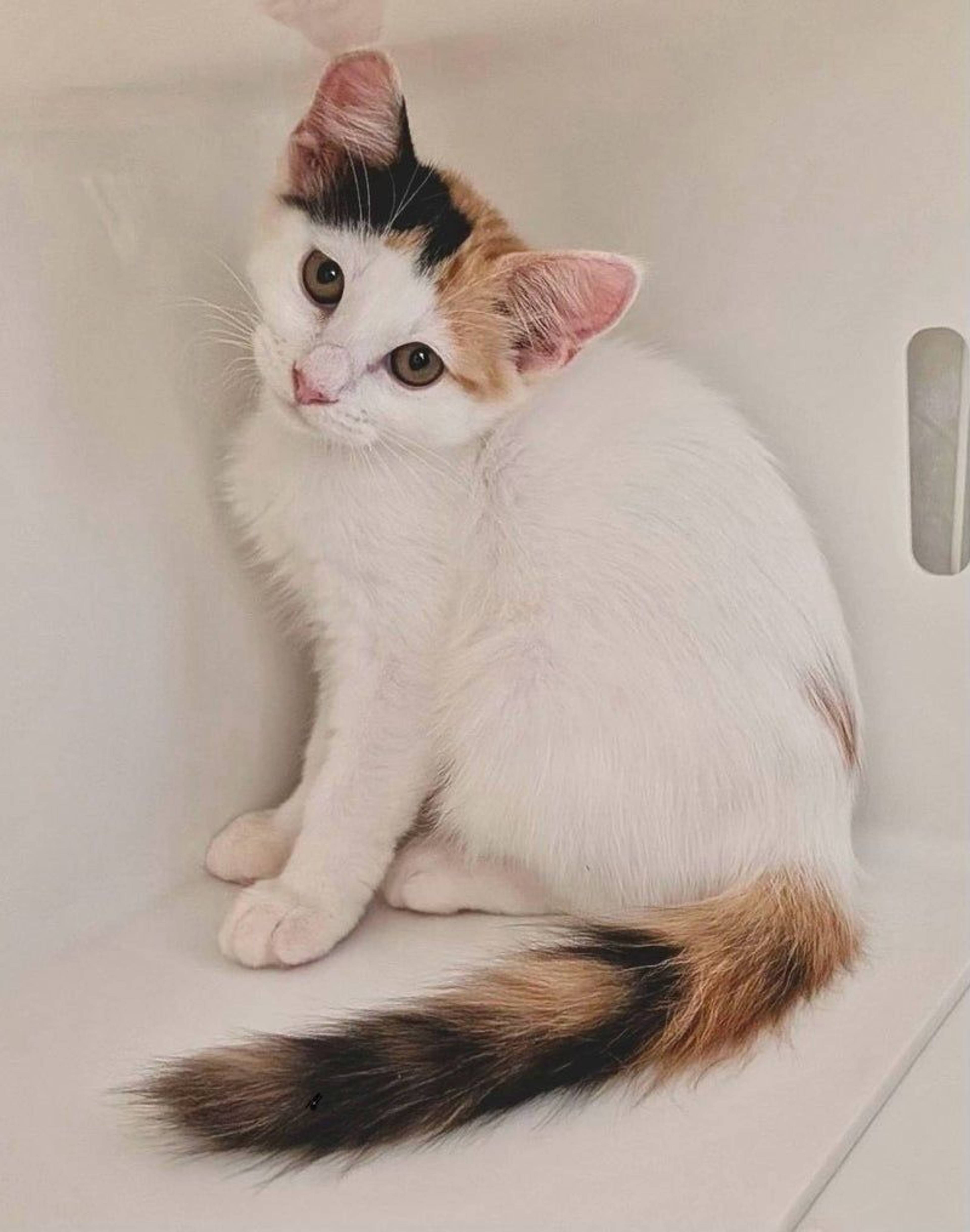 雑種（ミックス猫）・メスの里親募集の写真