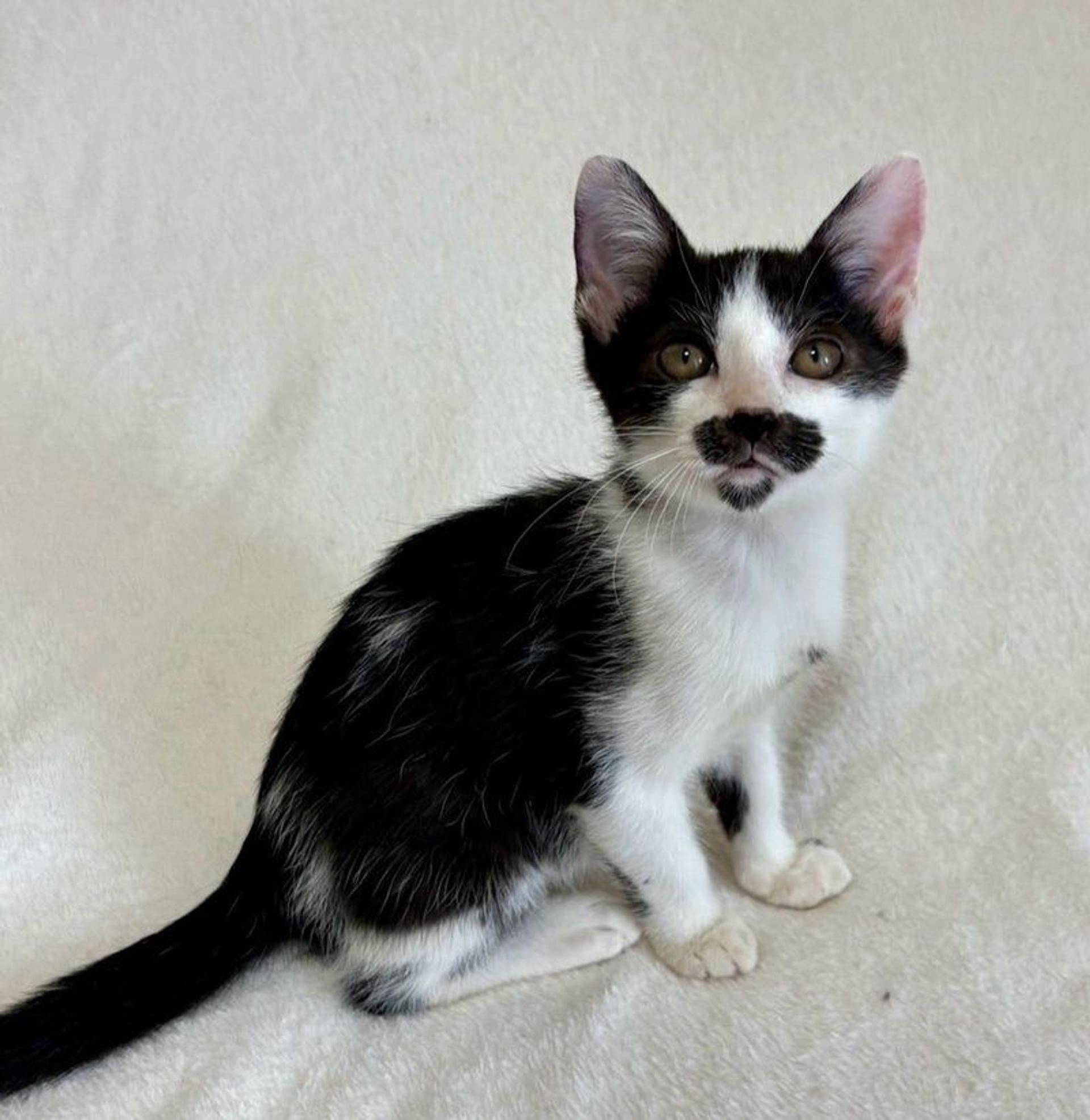 pet-image-3