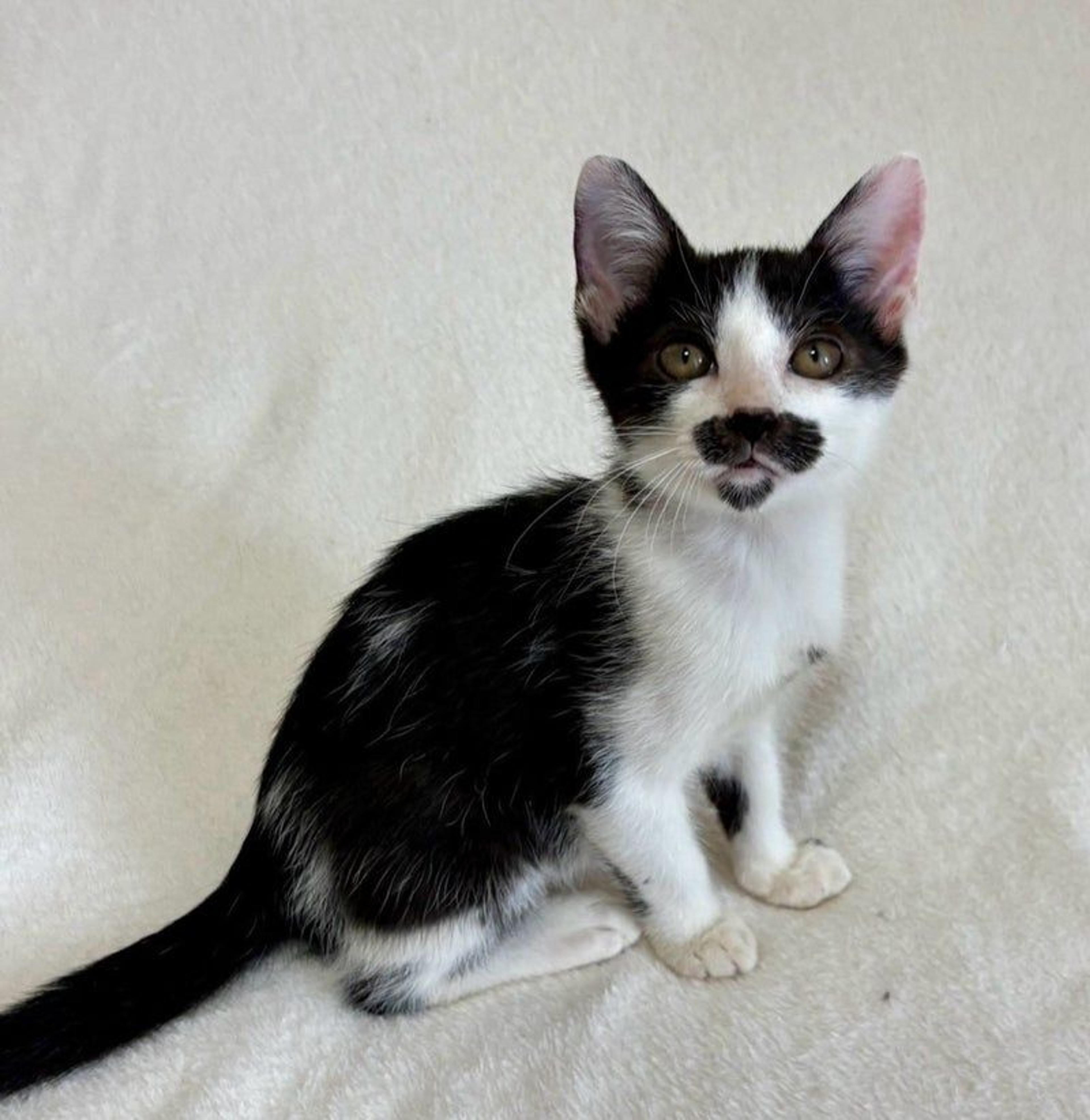 pet-image-3