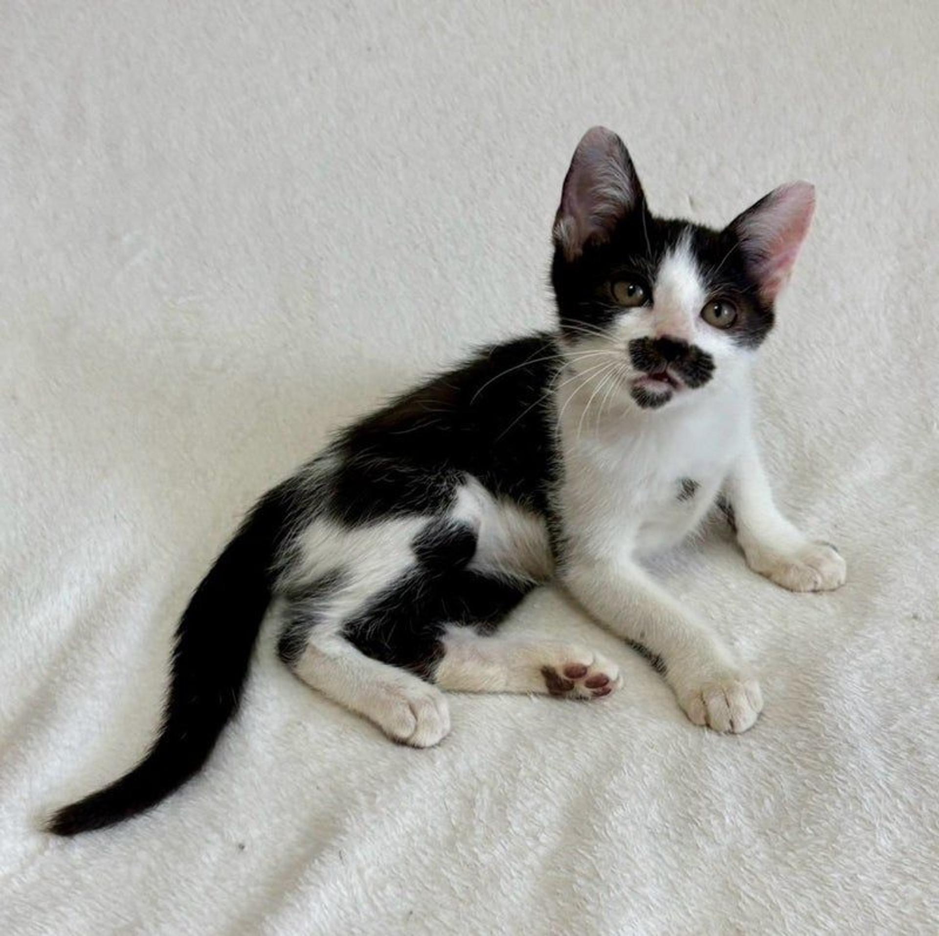 pet-image-4