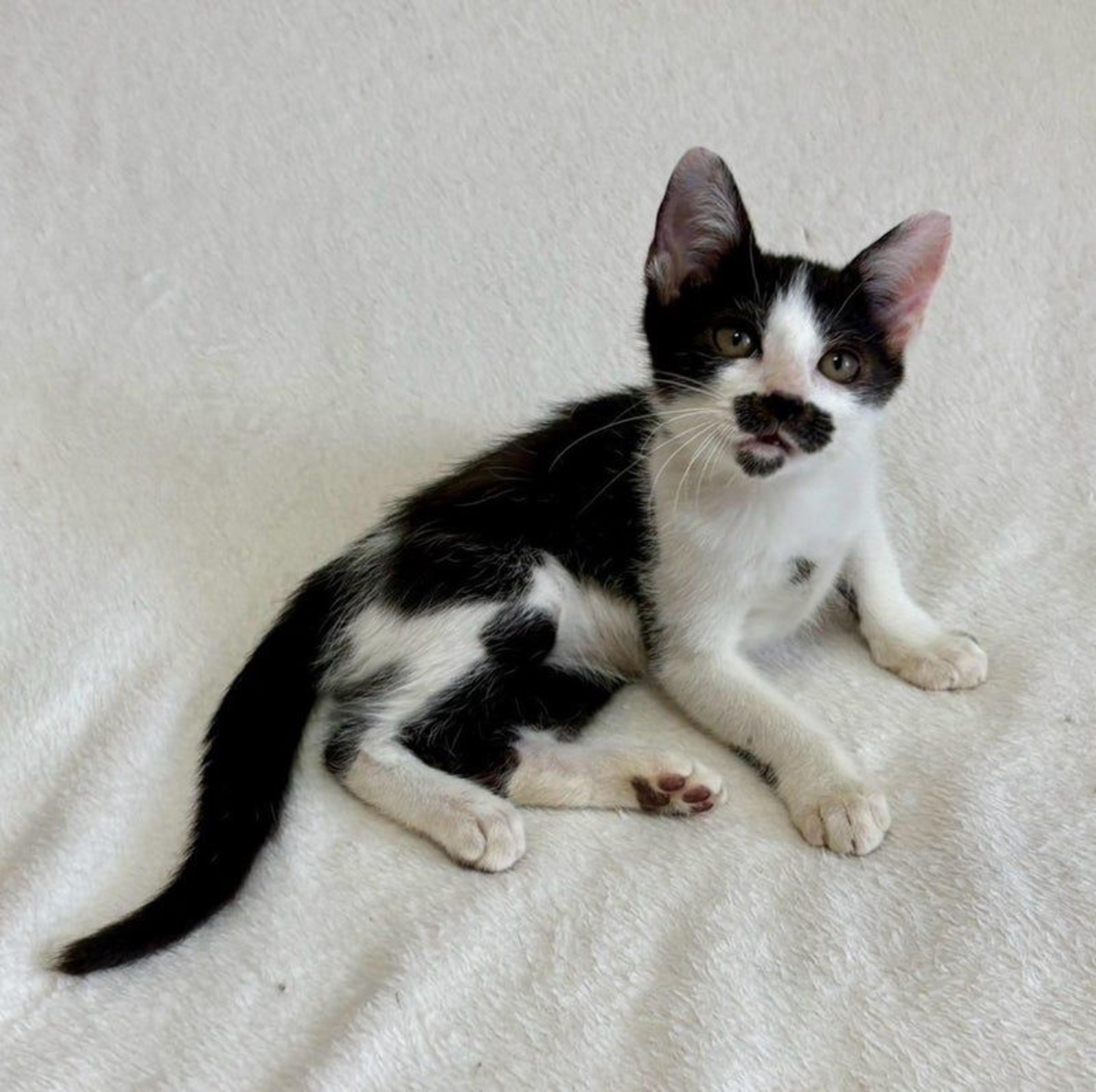 pet-image-4