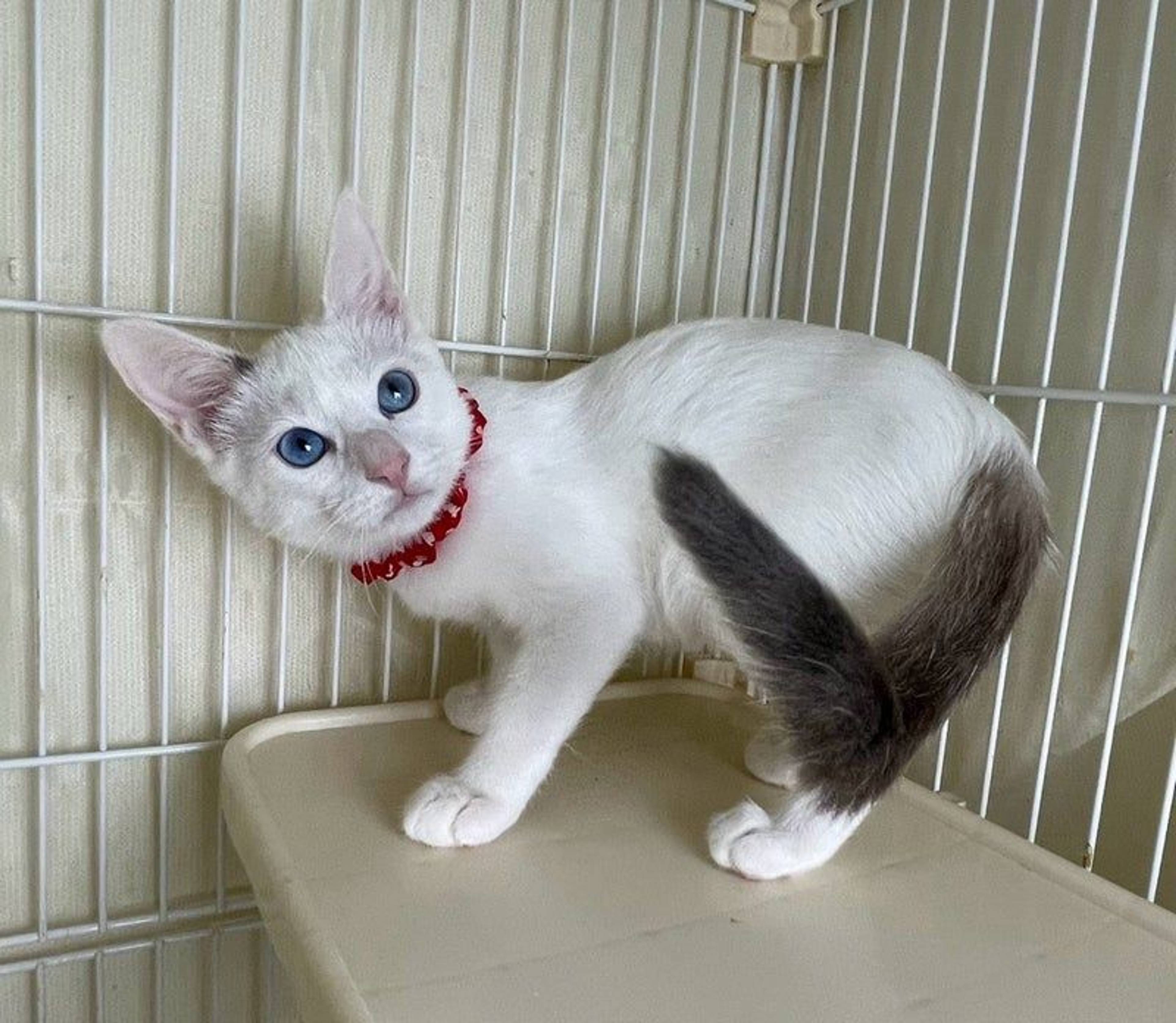 雑種（ミックス猫）・メスの里親募集の写真