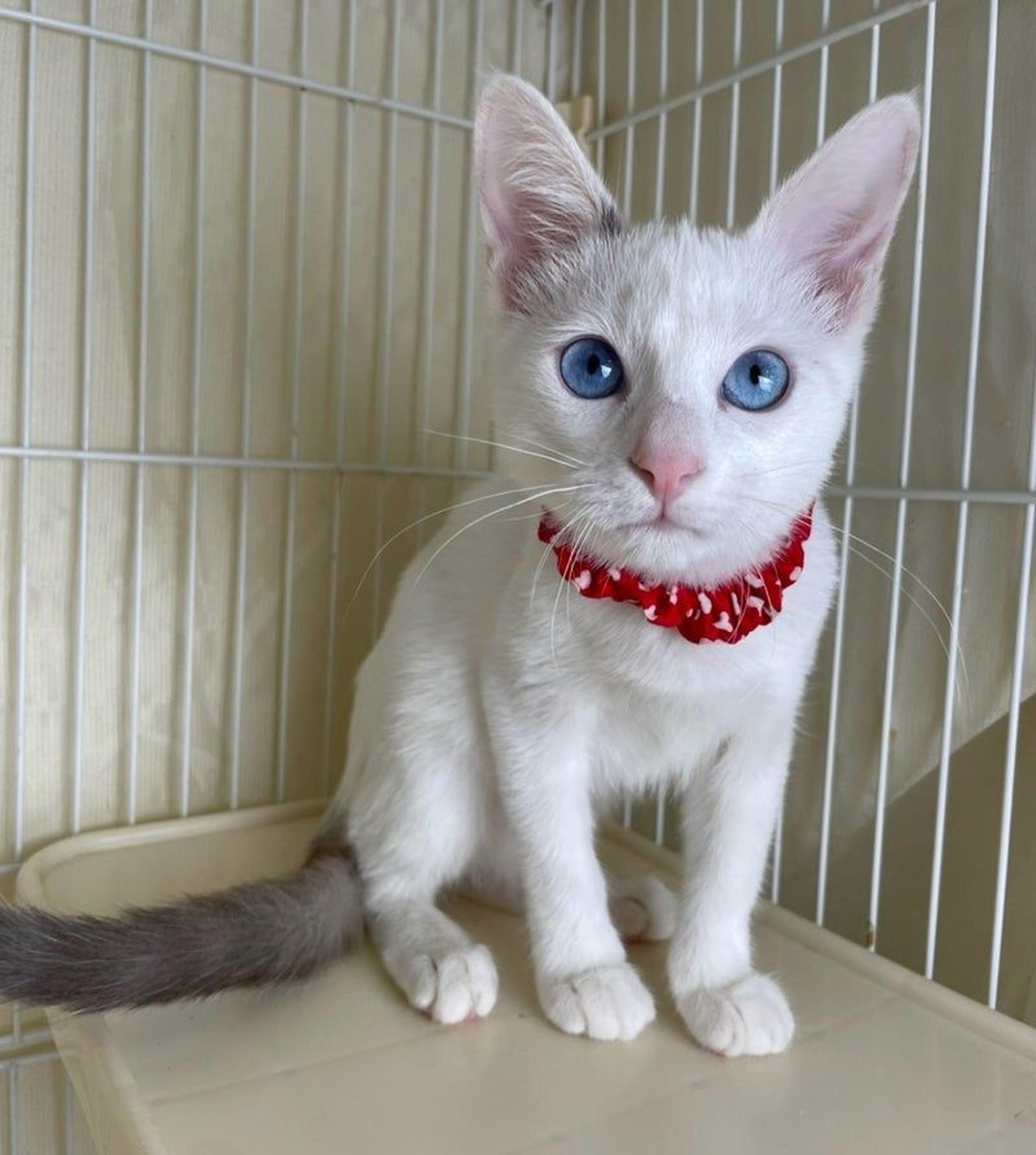 pet-image-3