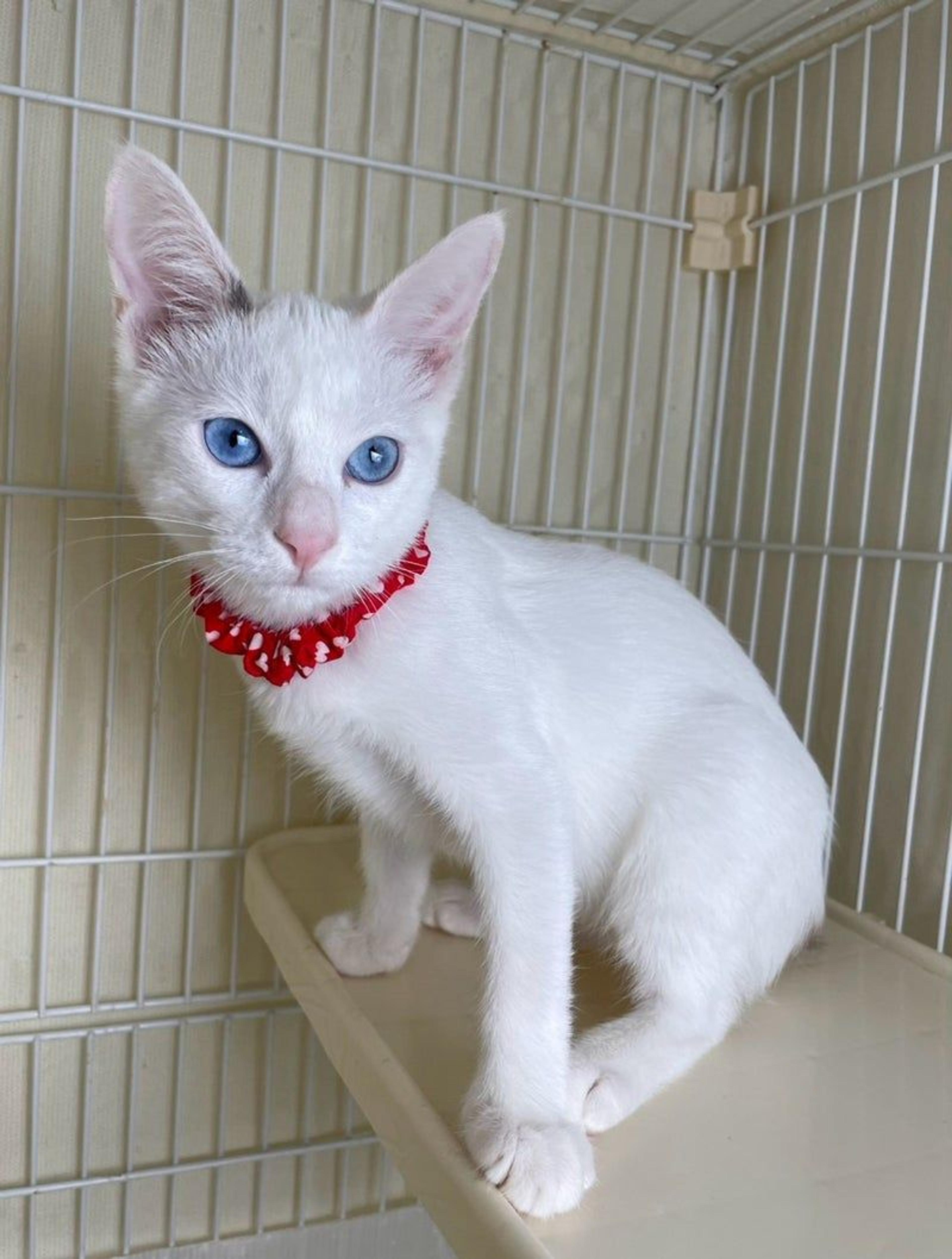 pet-image-4