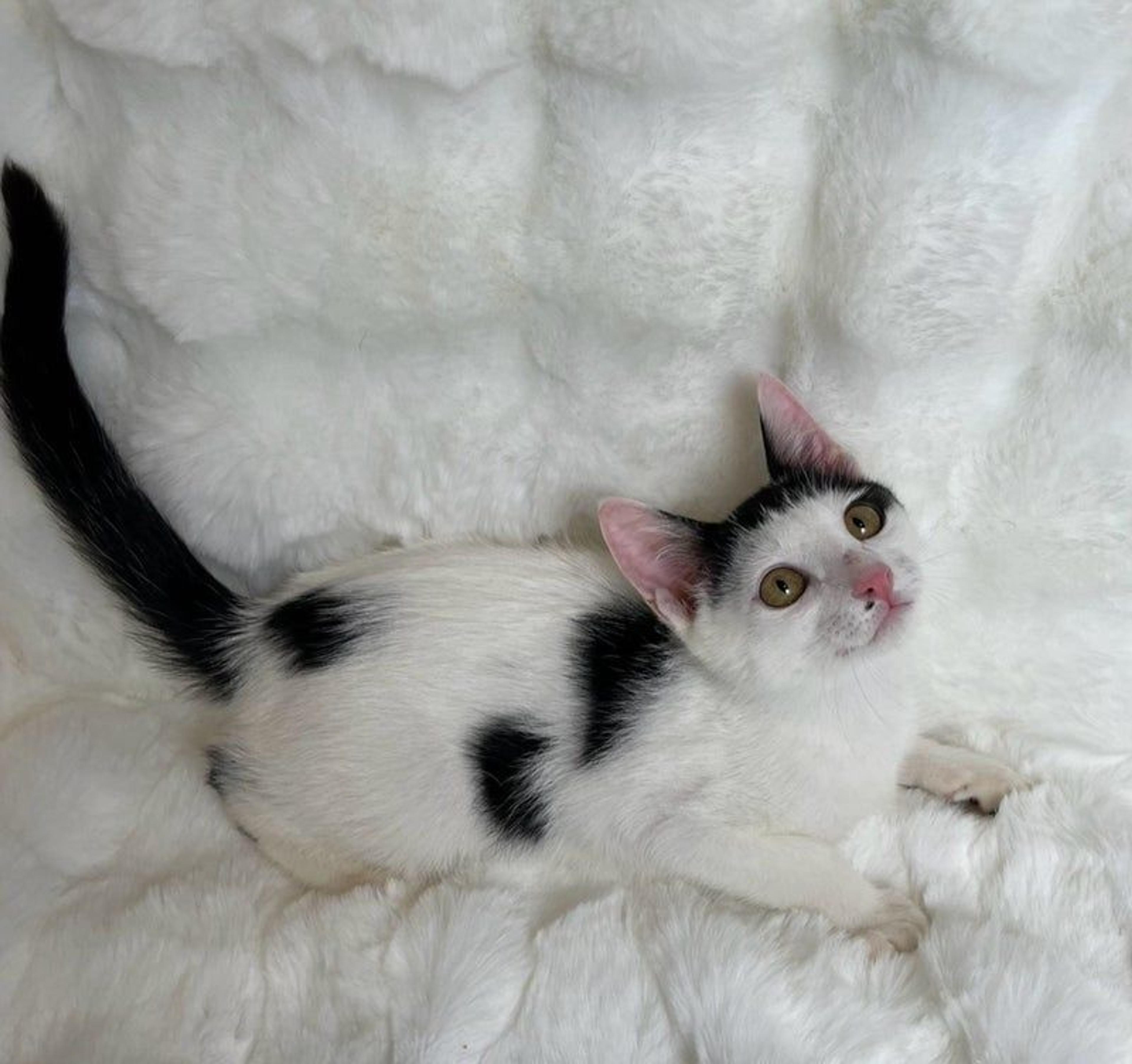 pet-image-2