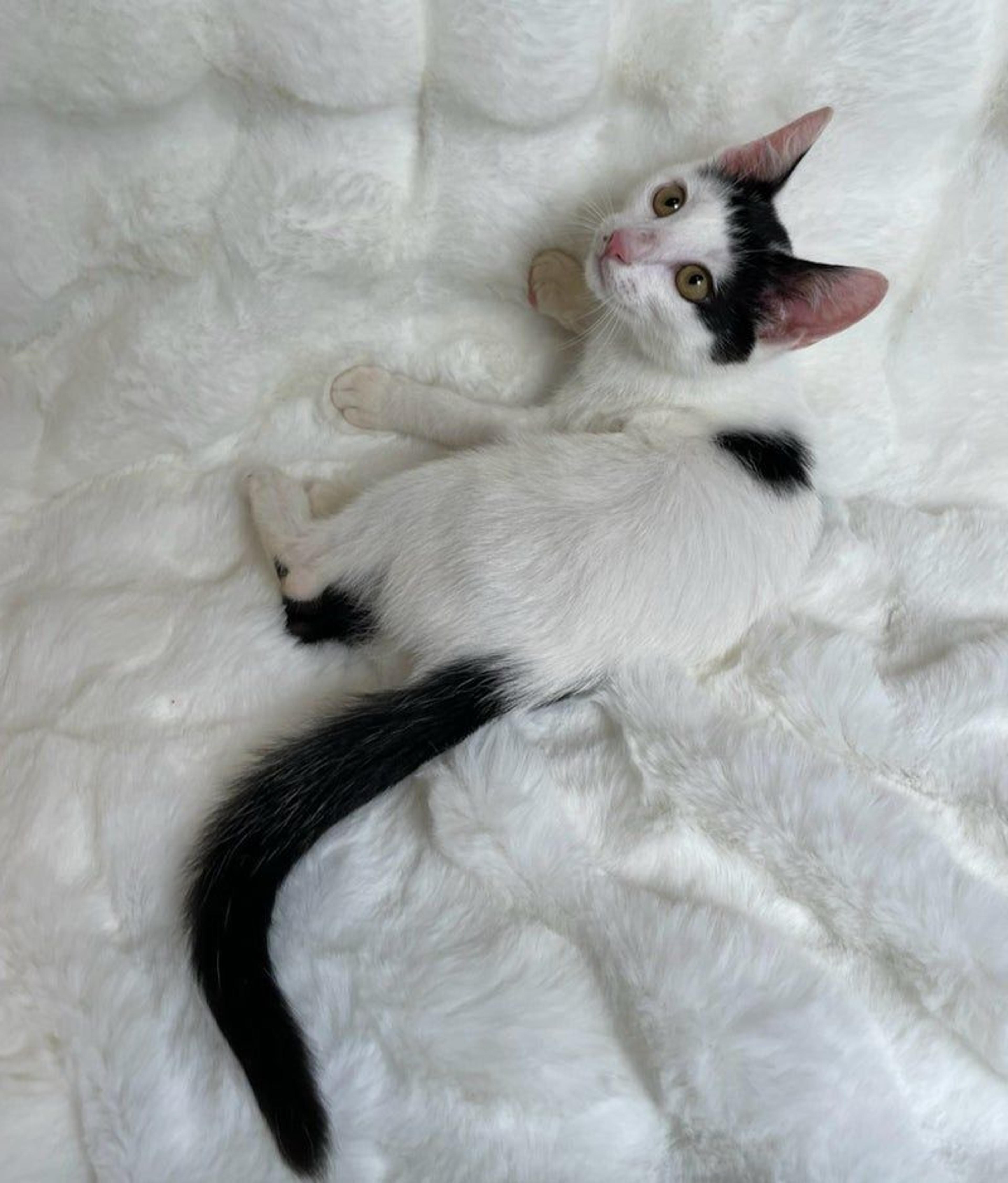 pet-image-3