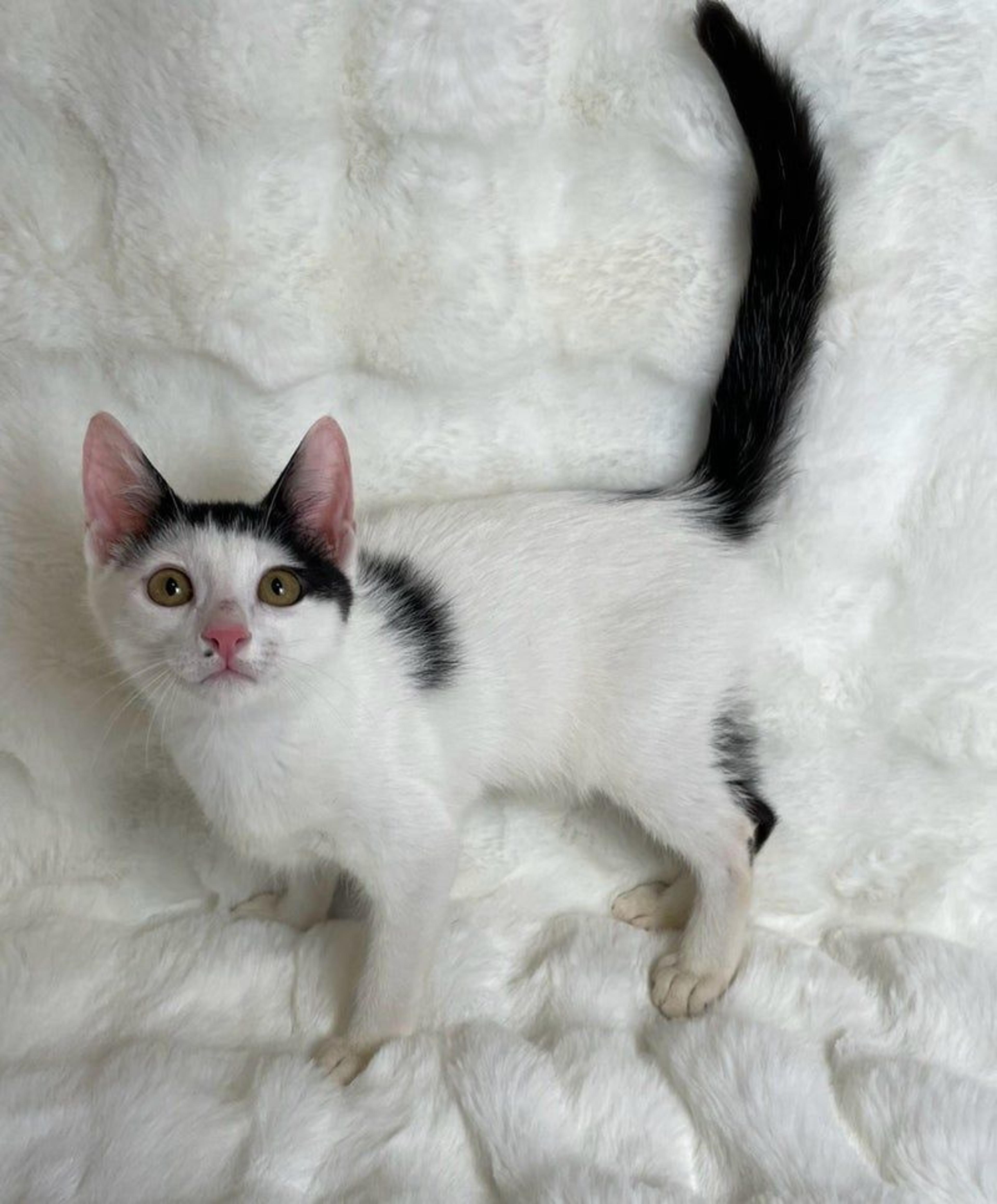 pet-image-4