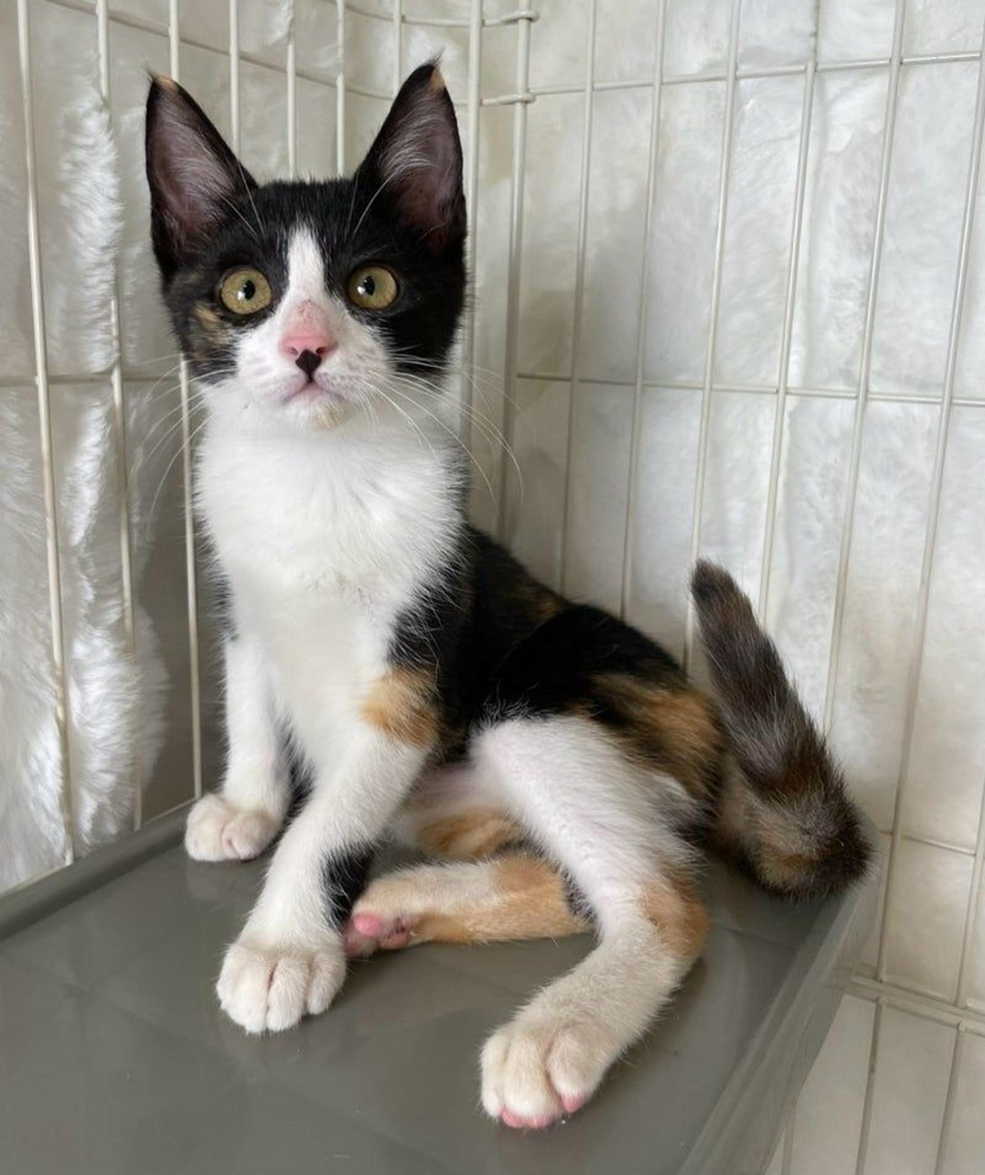 pet-image-2