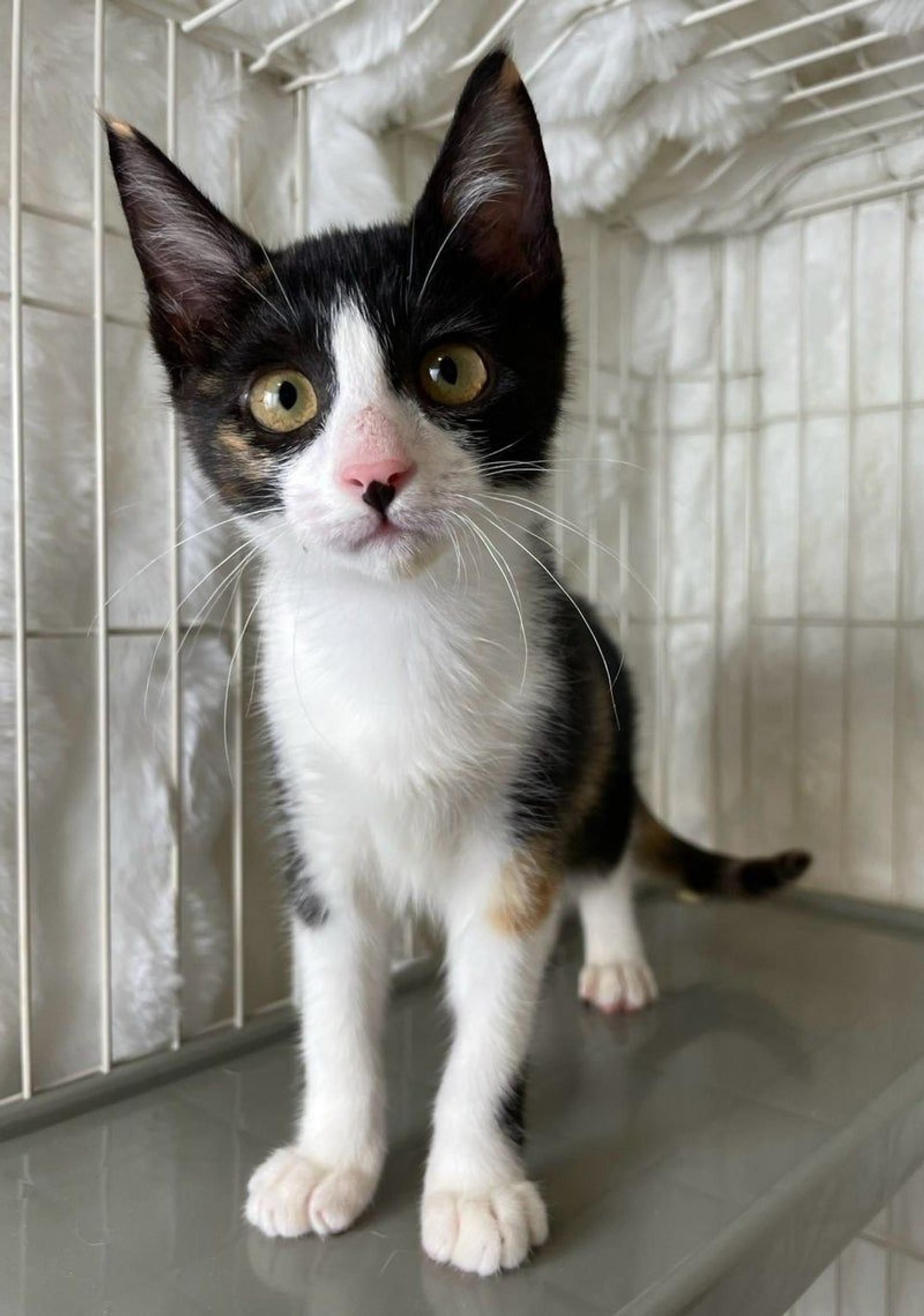 pet-image-3