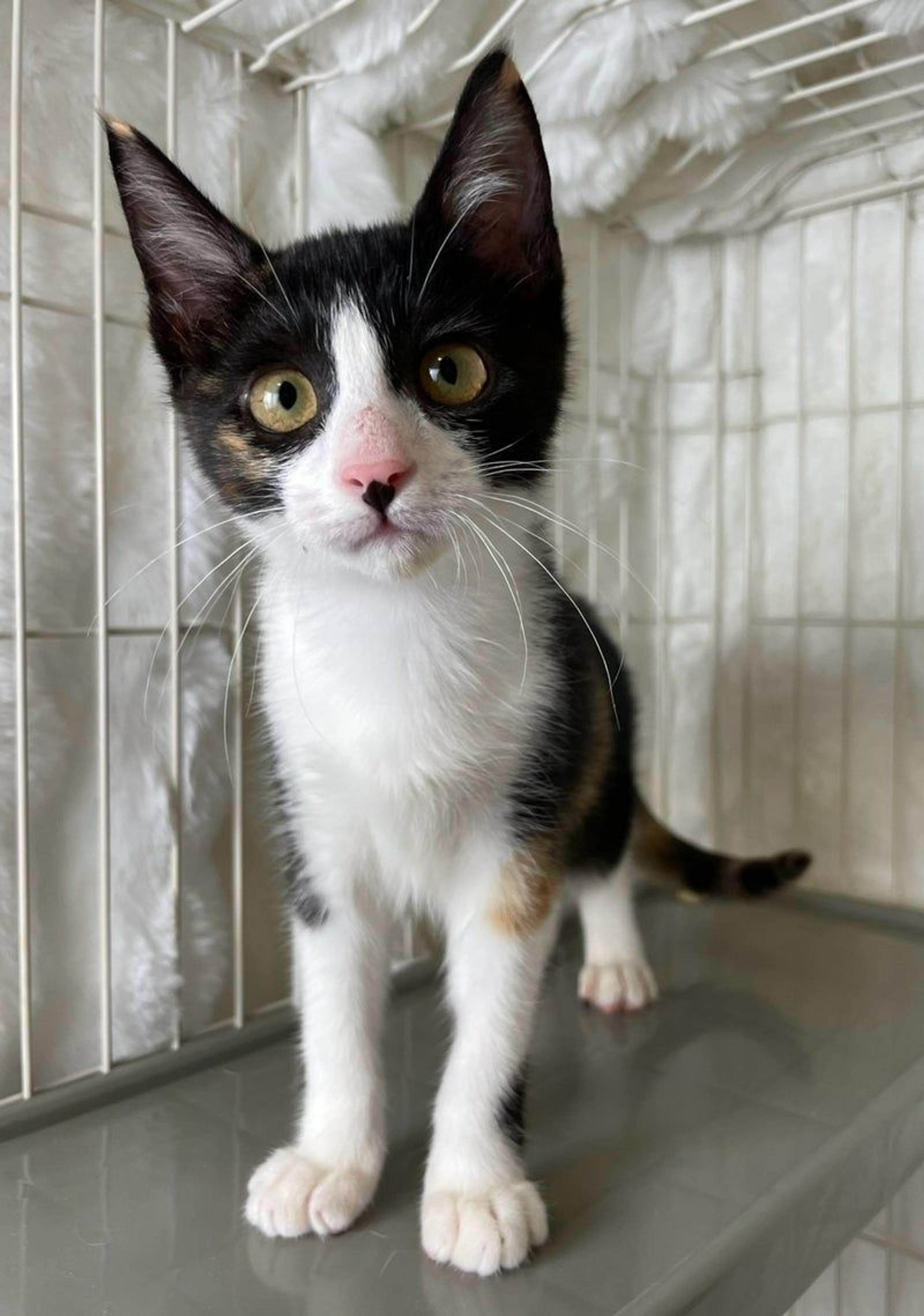 pet-image-3