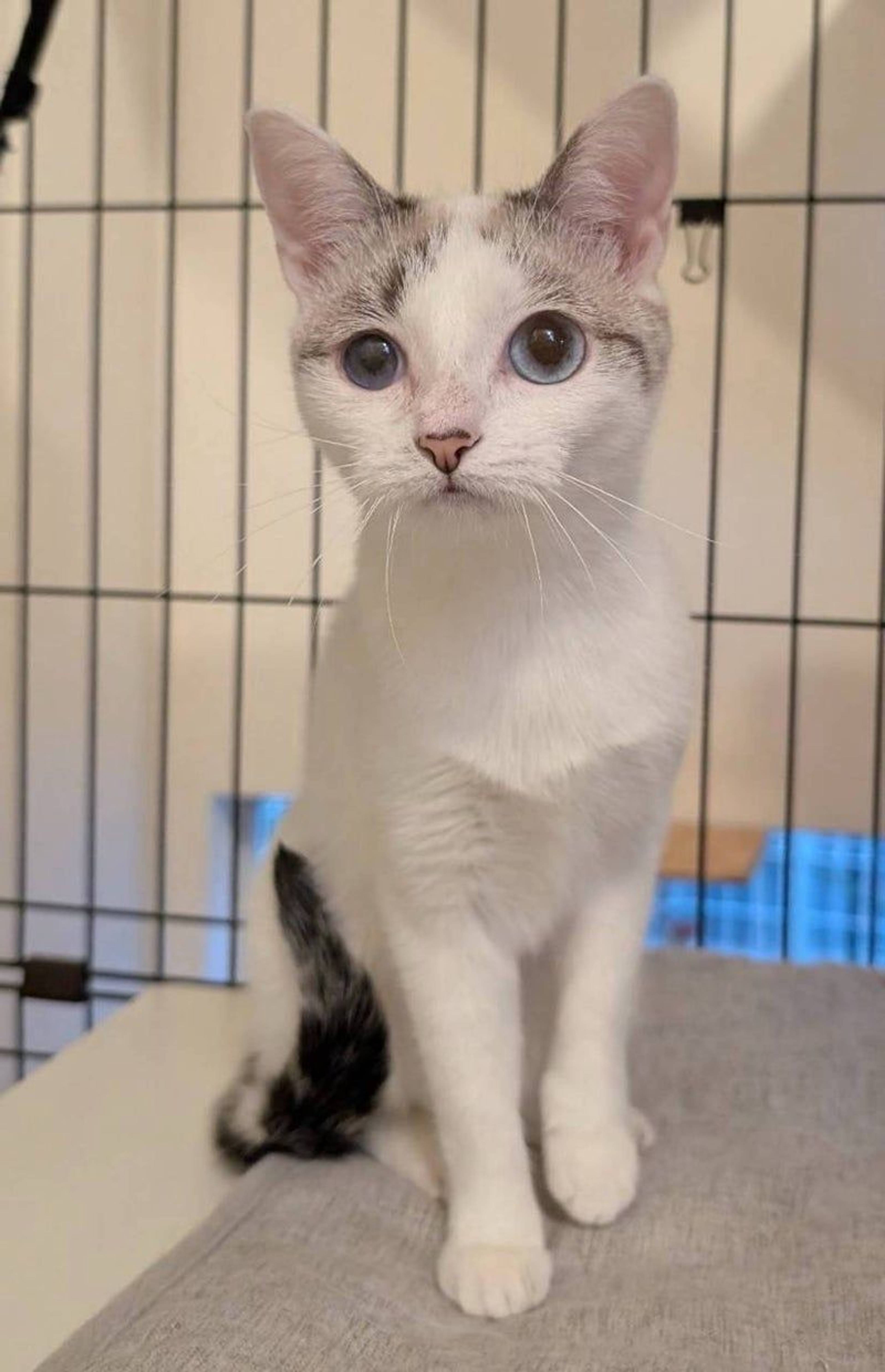 雑種（ミックス猫）・メスの里親募集の写真