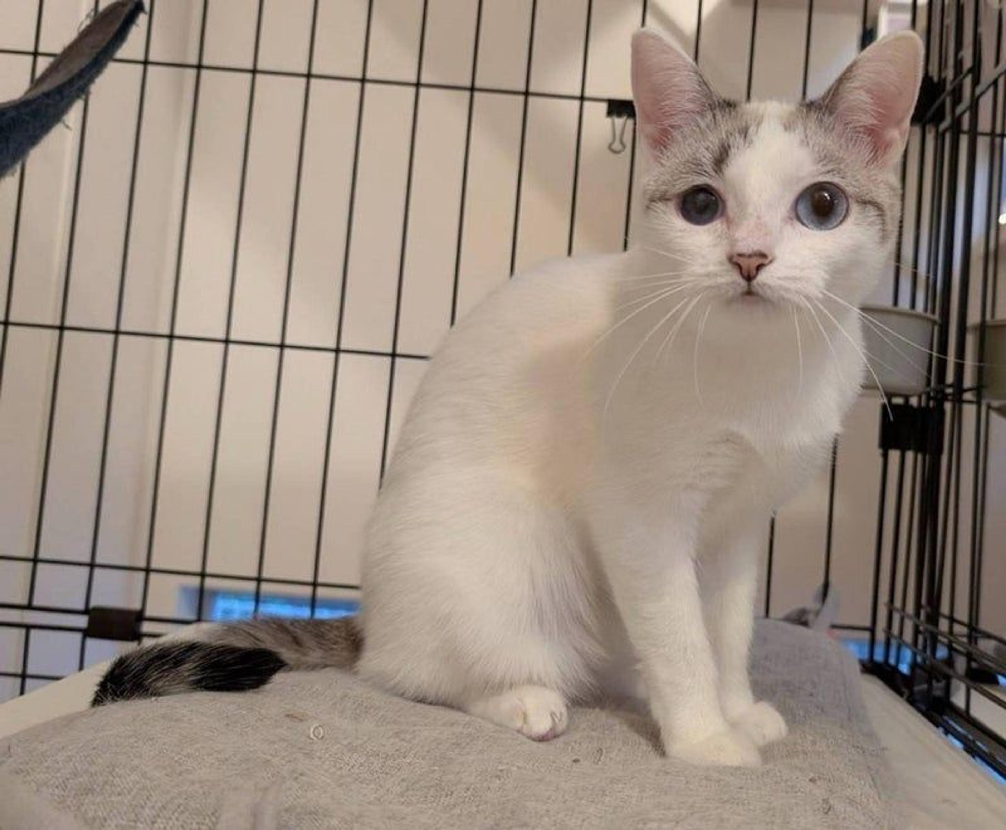 pet-image-4