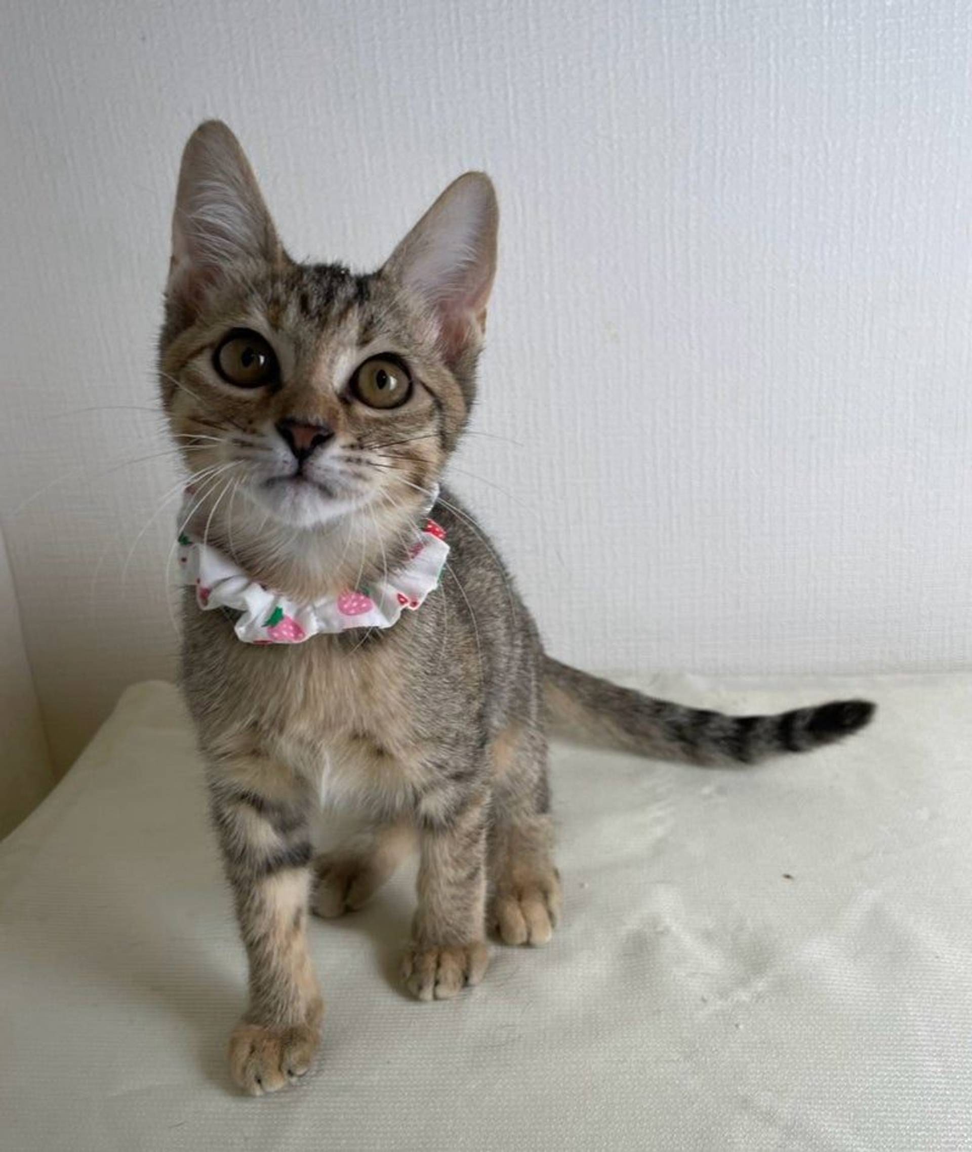 雑種（ミックス猫）・メスの里親募集の写真