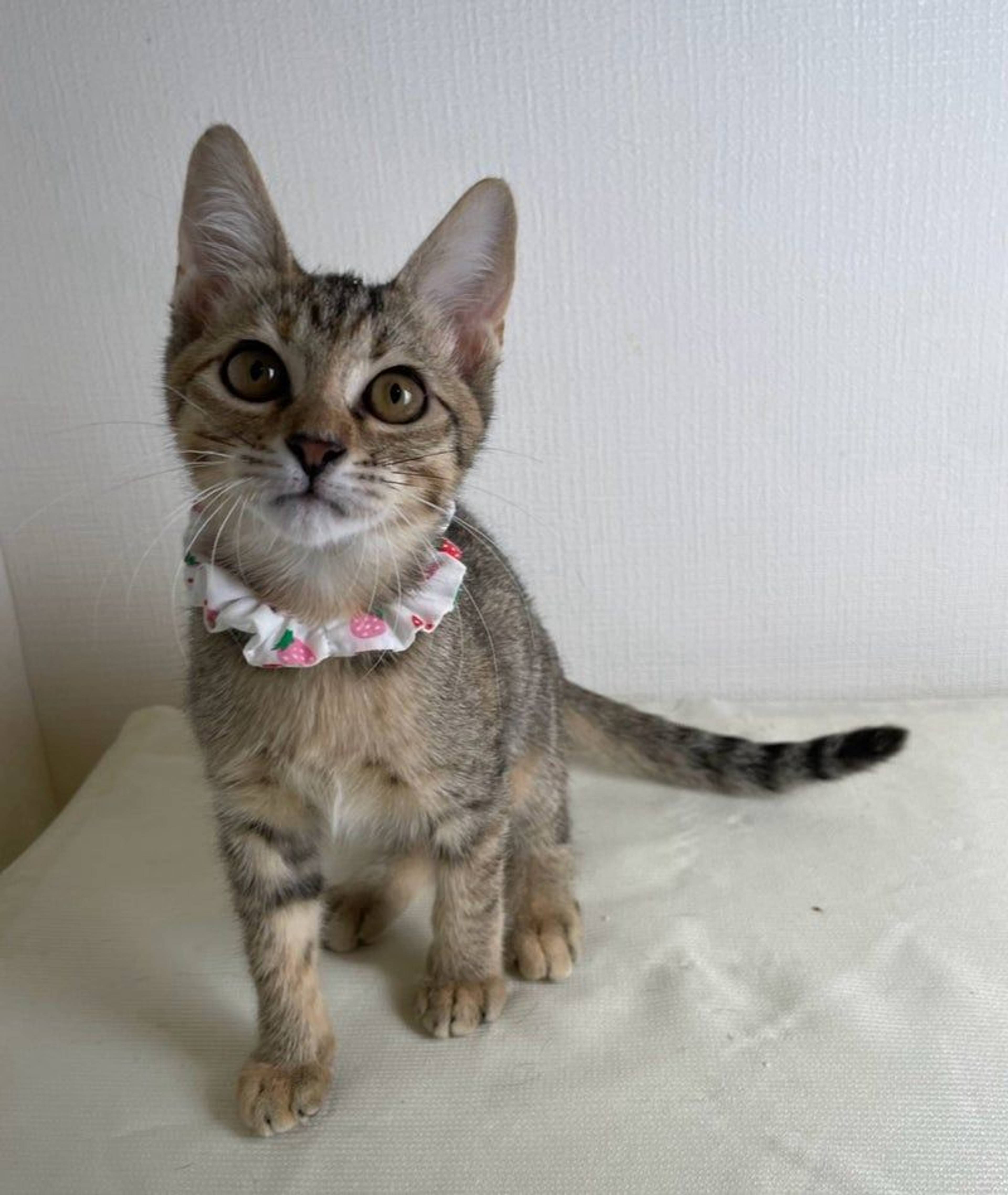 雑種（ミックス猫）・メスの里親募集の写真
