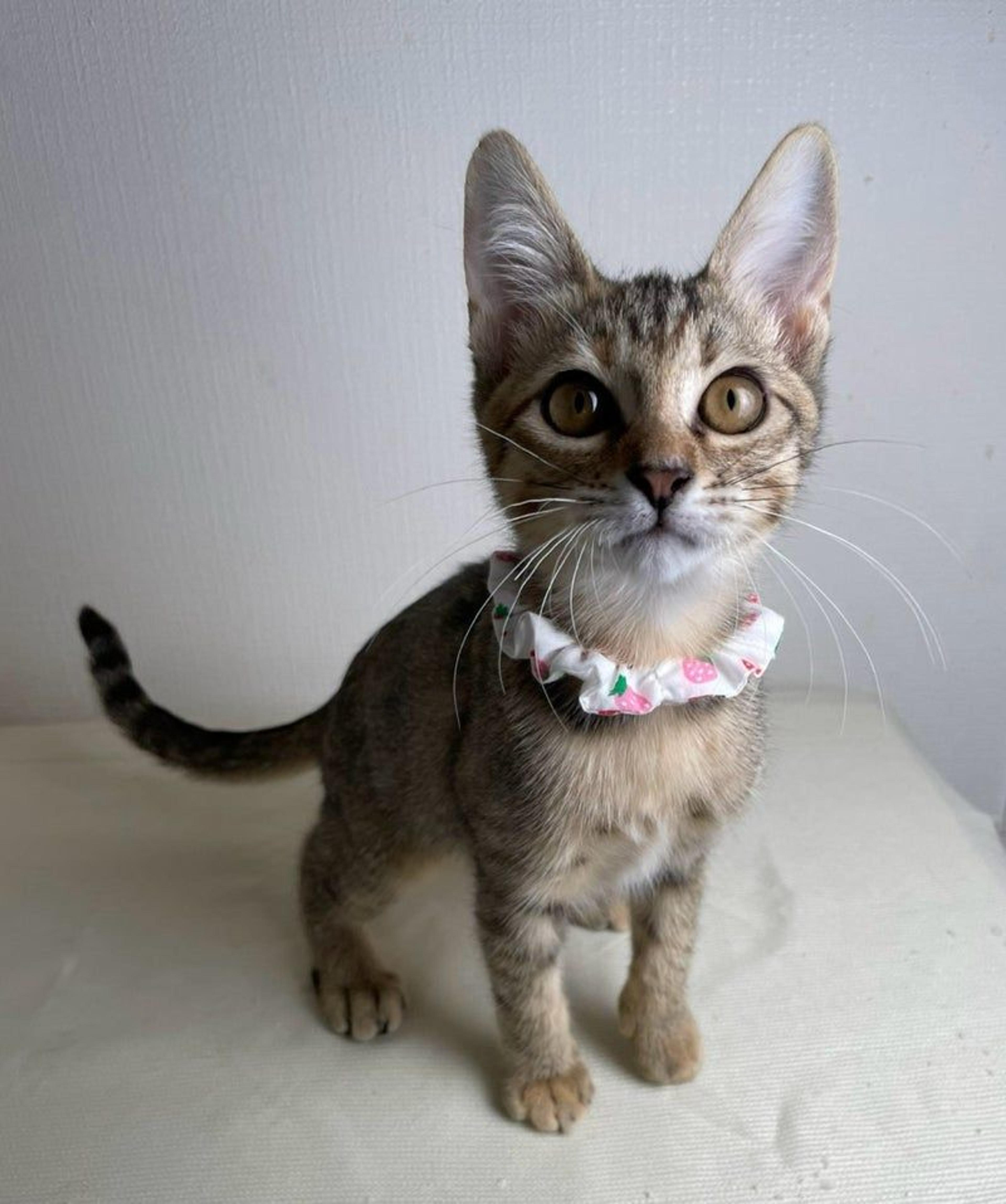 pet-image-3