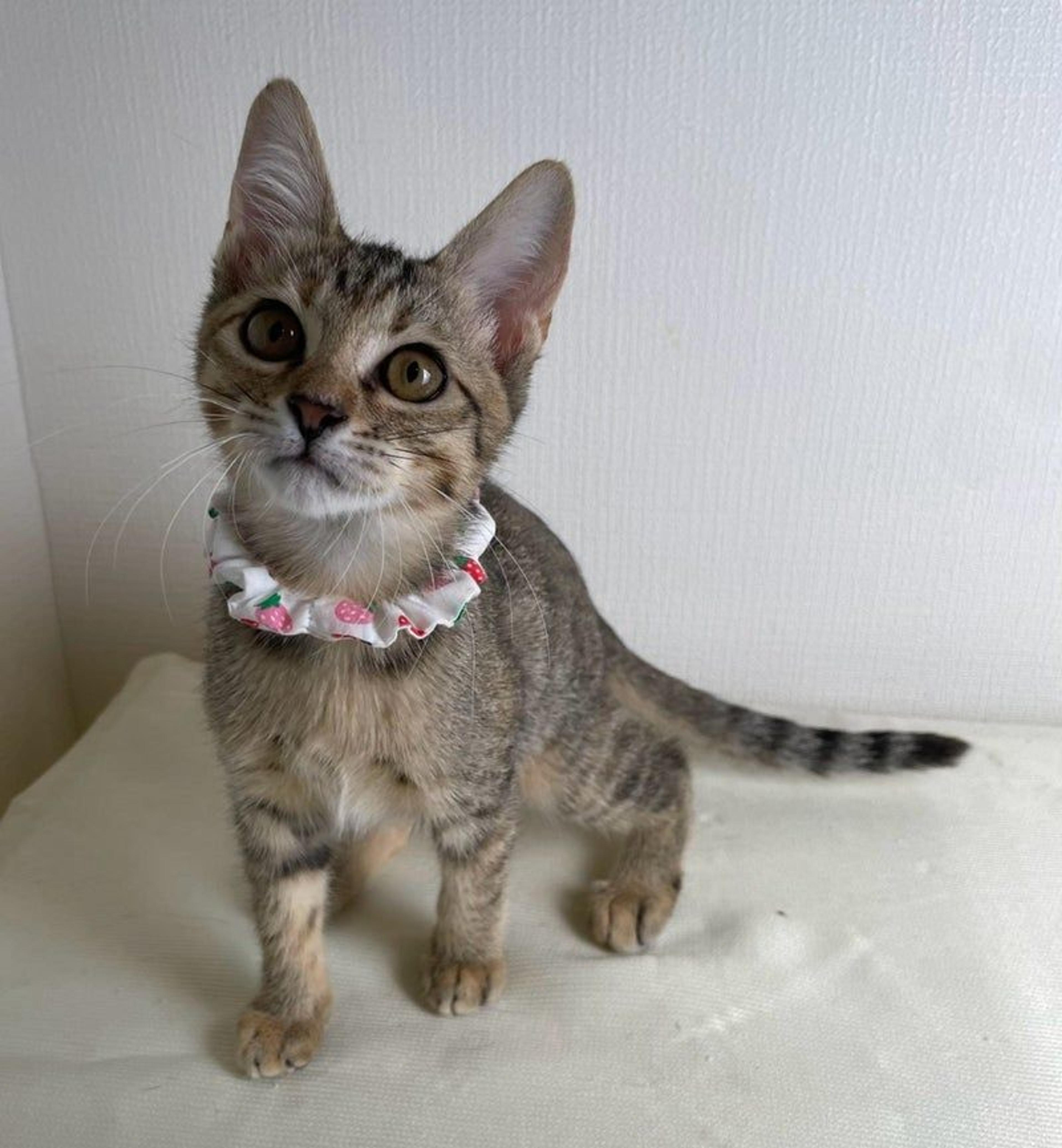 pet-image-4