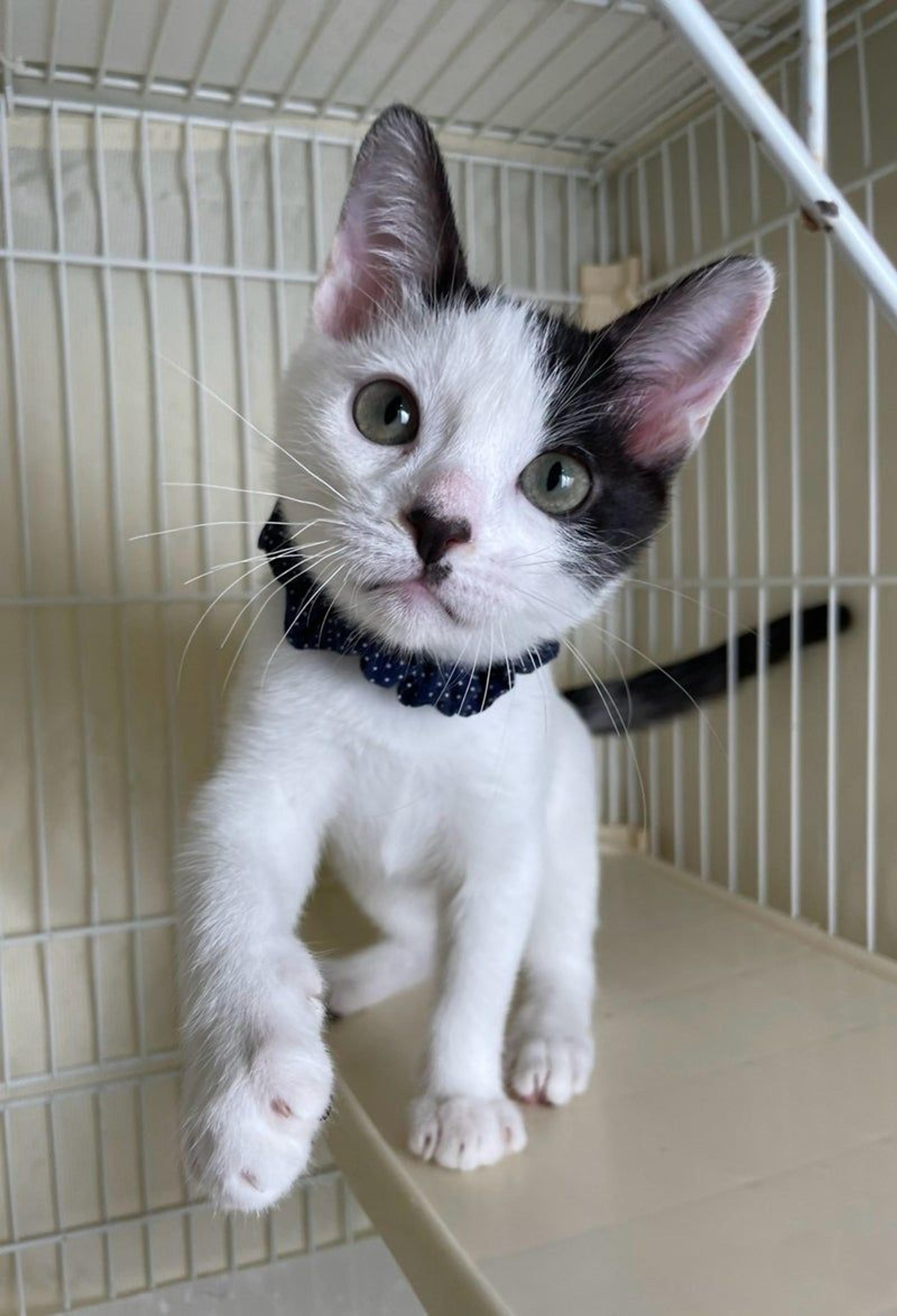 pet-image-2