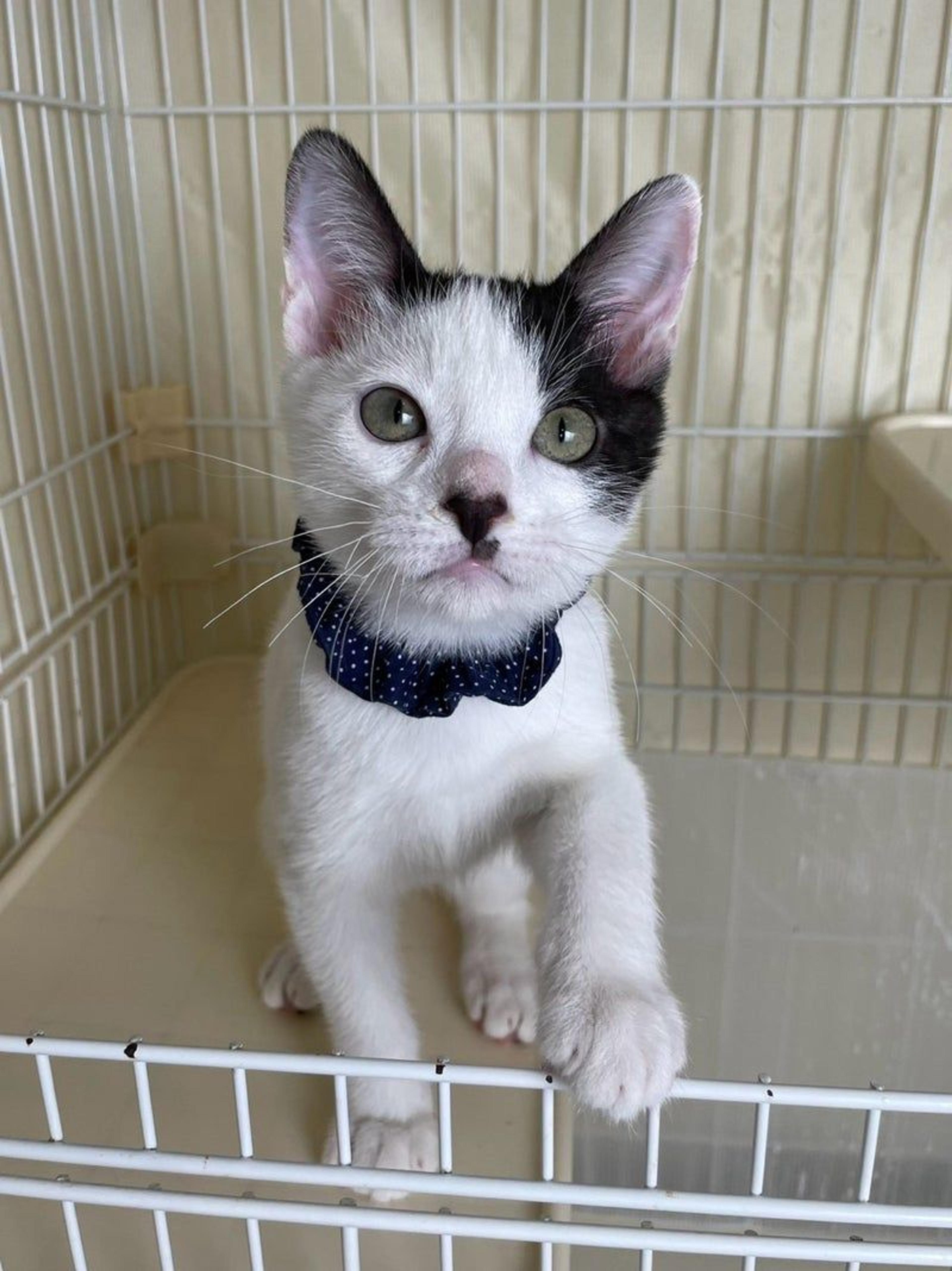 pet-image-3