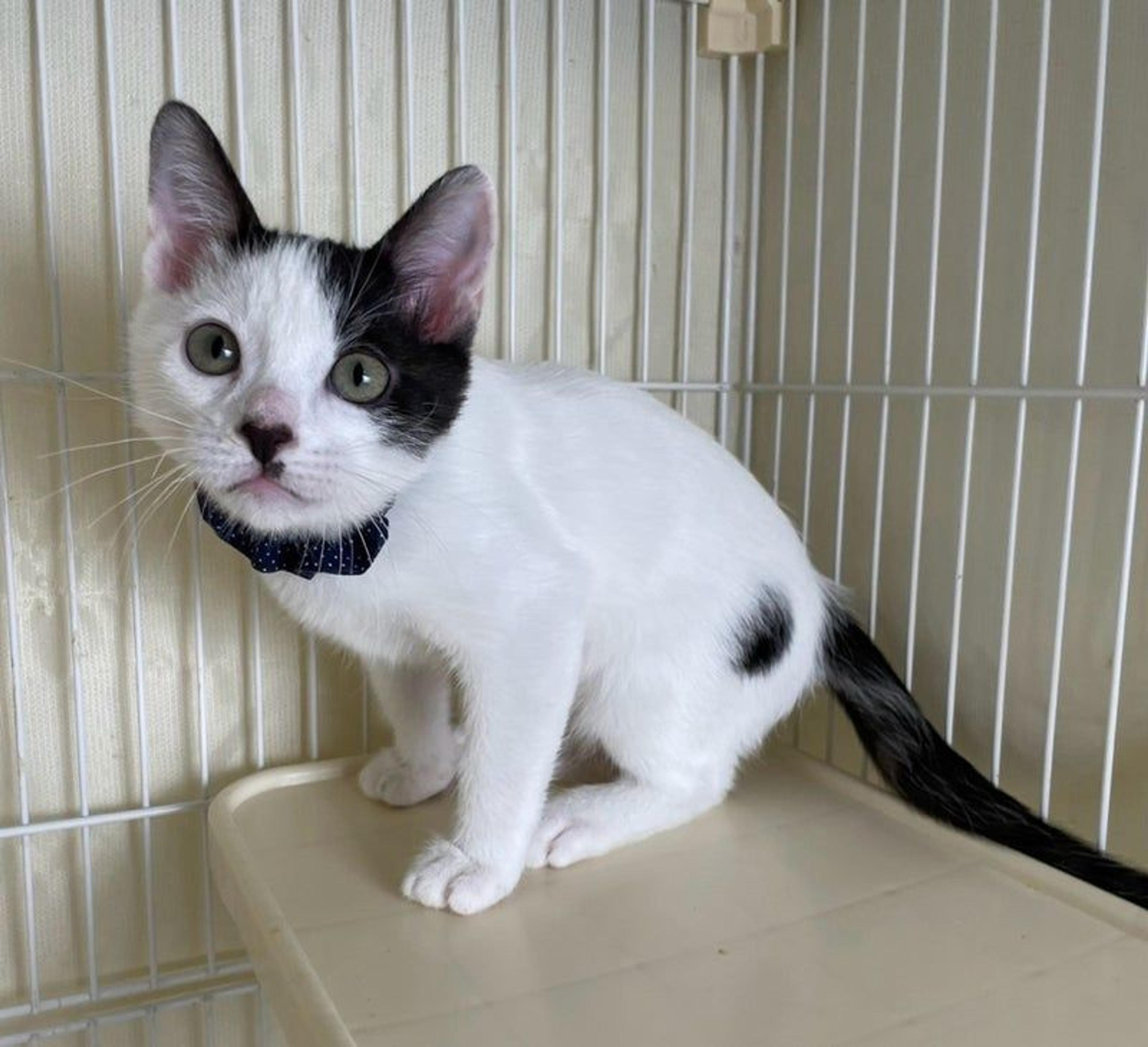 pet-image-4