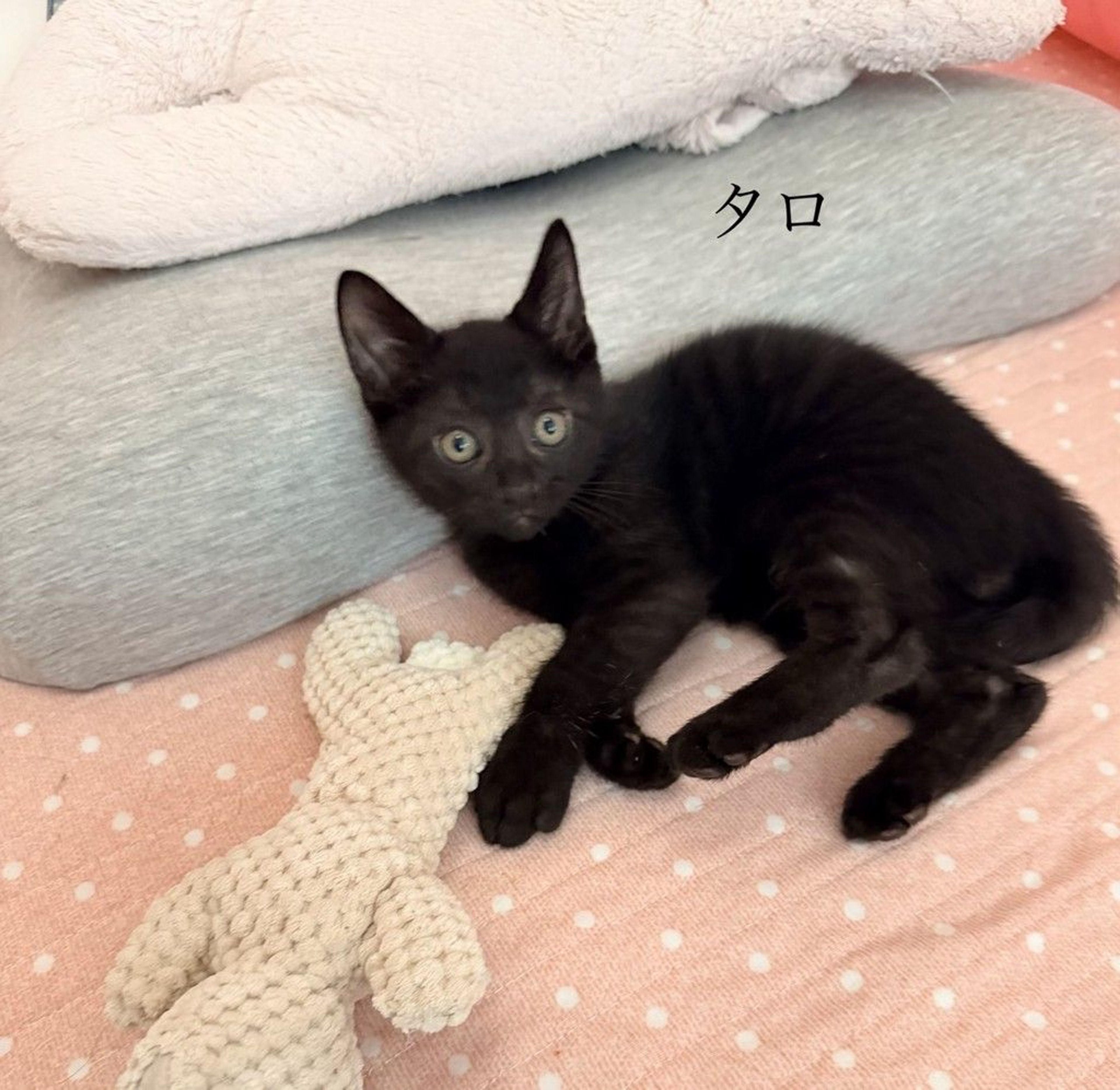 雑種（ミックス猫）・オスの里親募集の写真