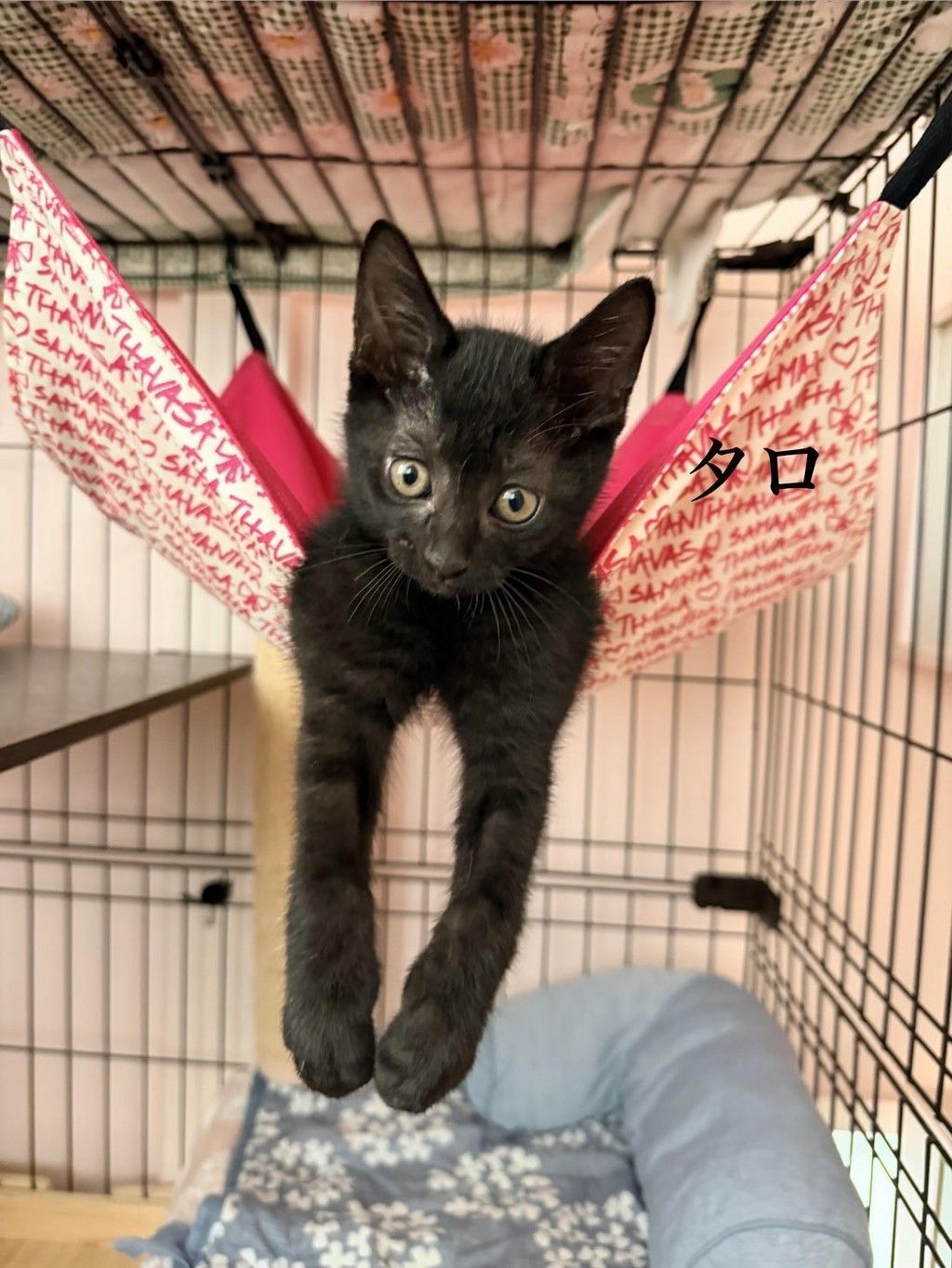 pet-image-2