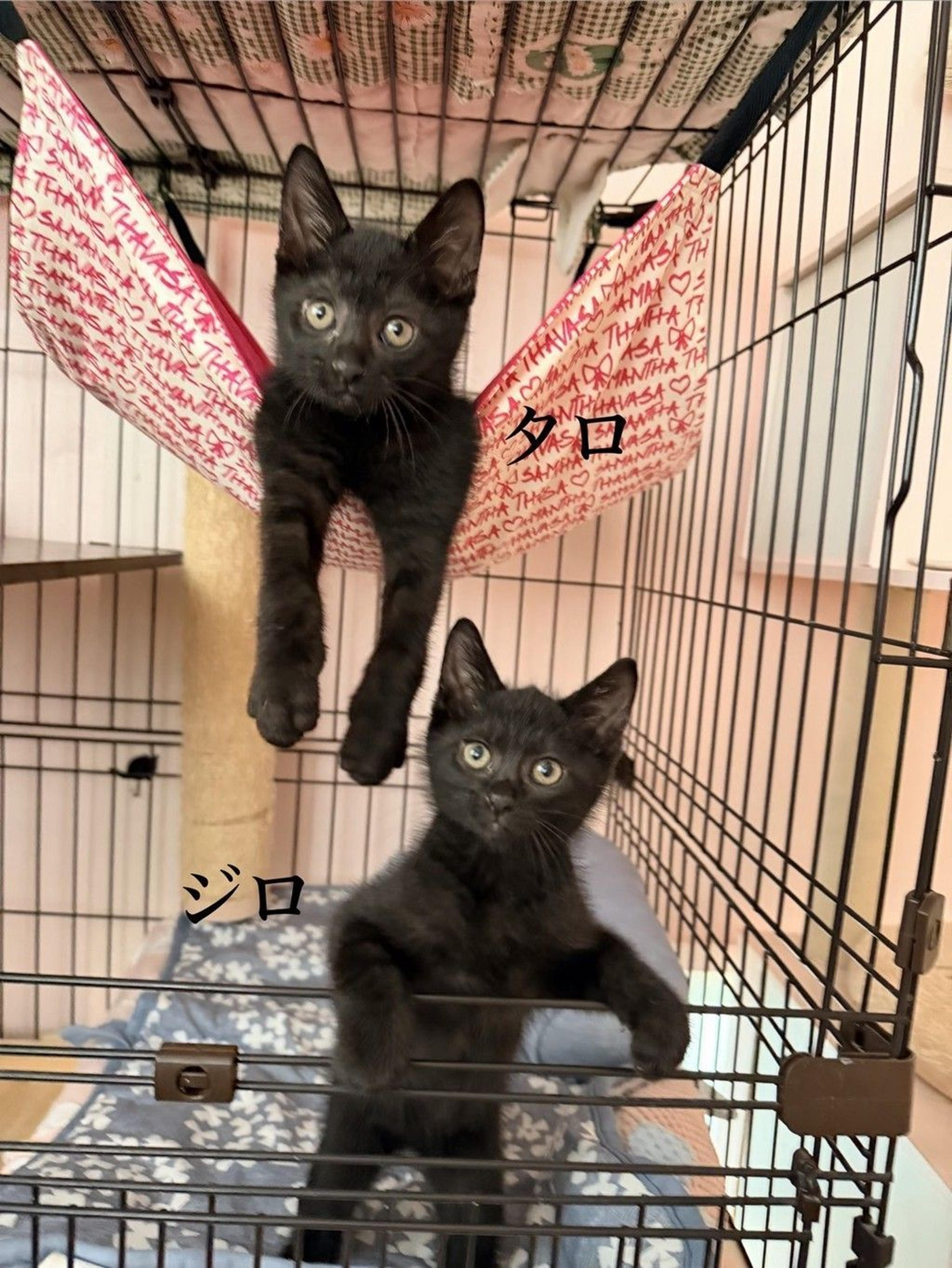 pet-image-3