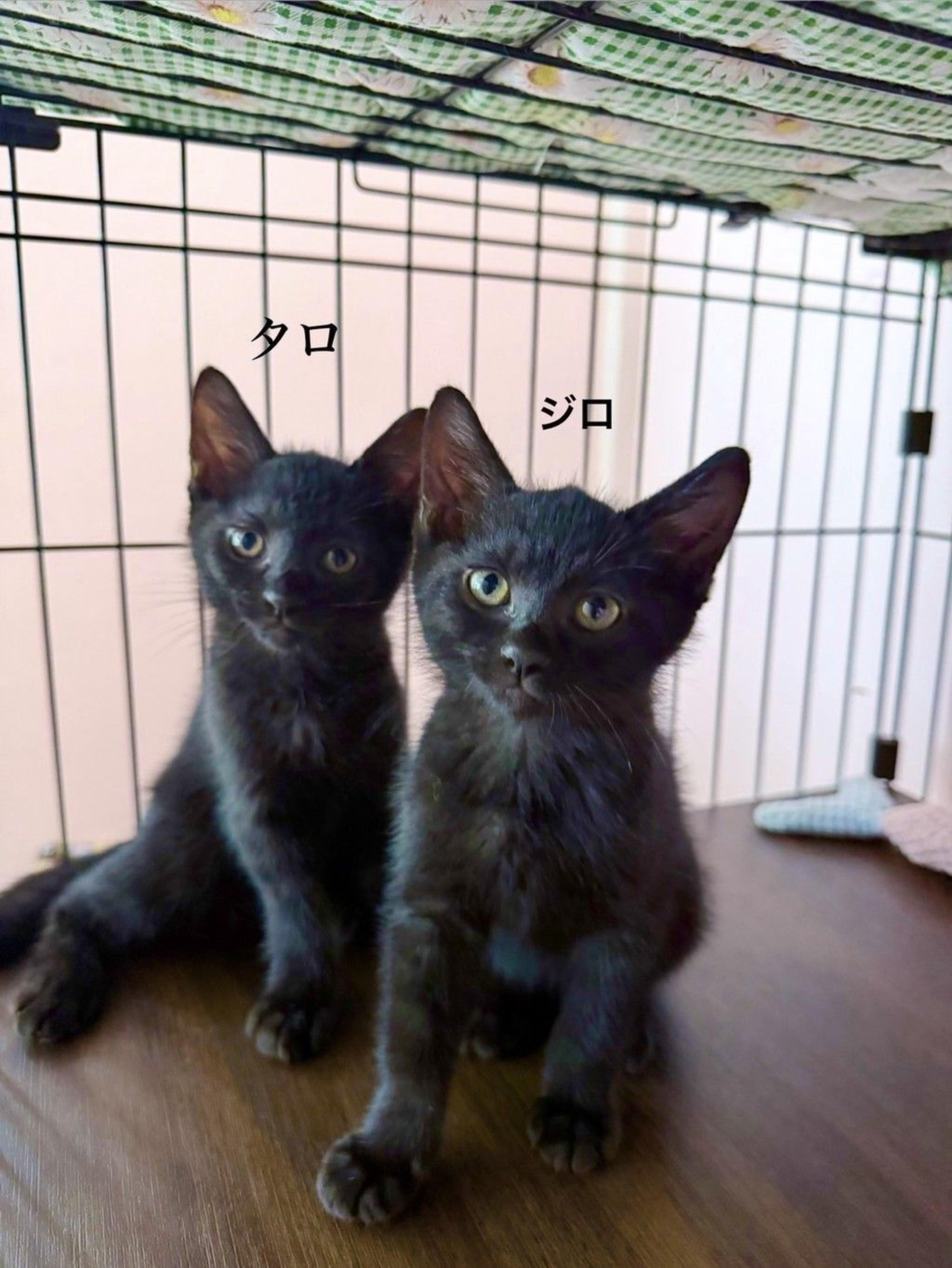 pet-image-4