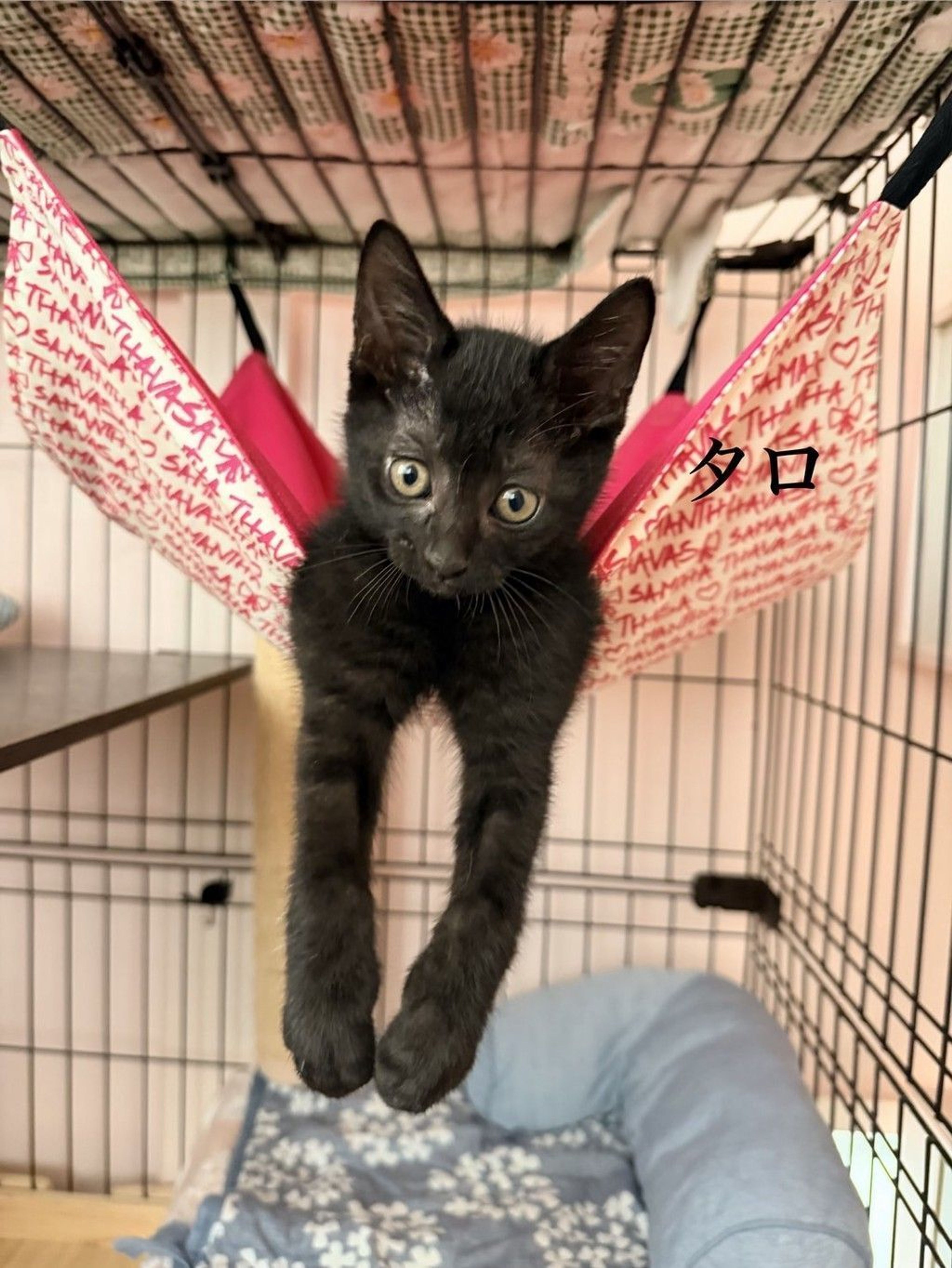 雑種（ミックス猫）・オスの里親募集の写真