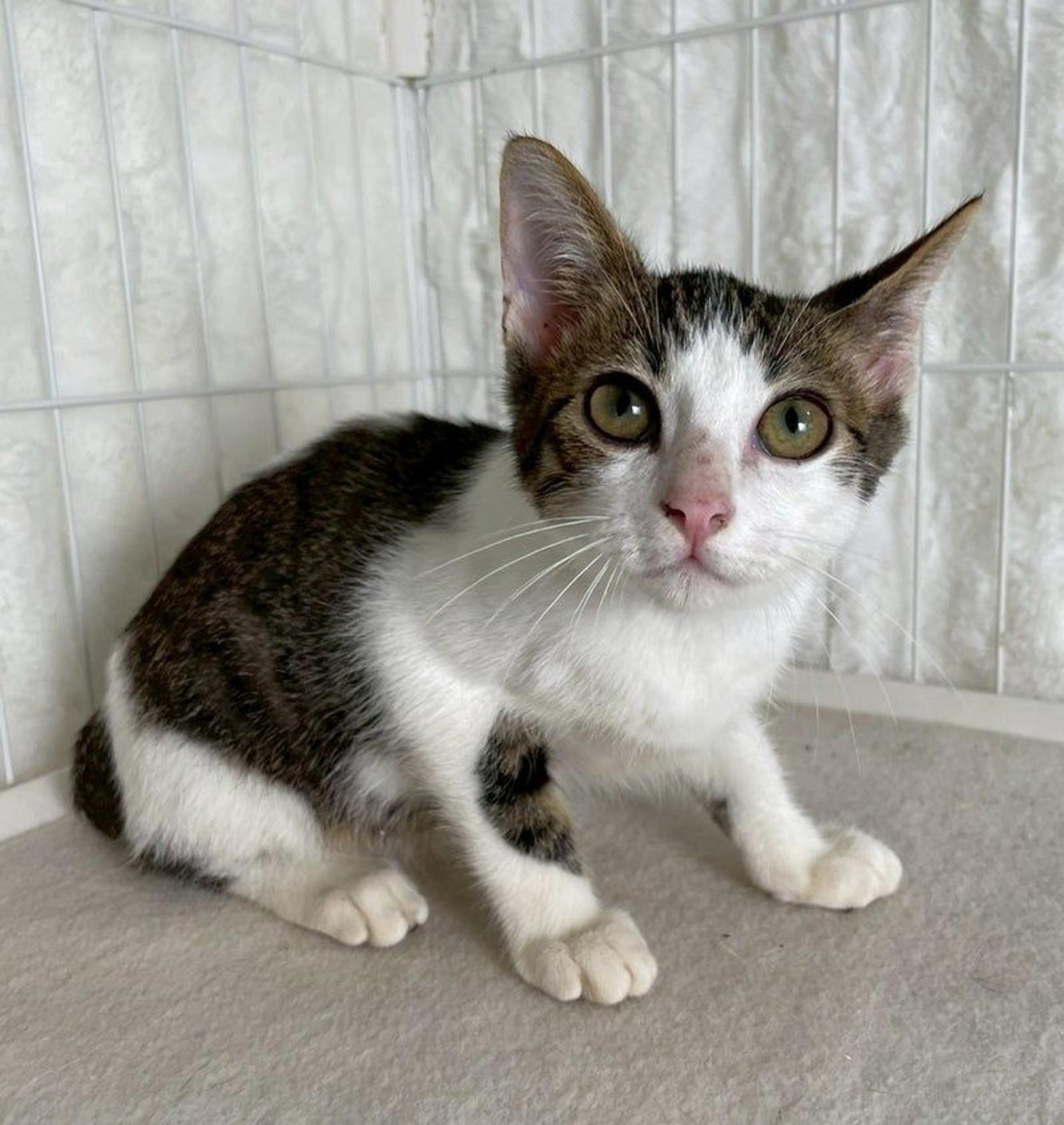 pet-image-2
