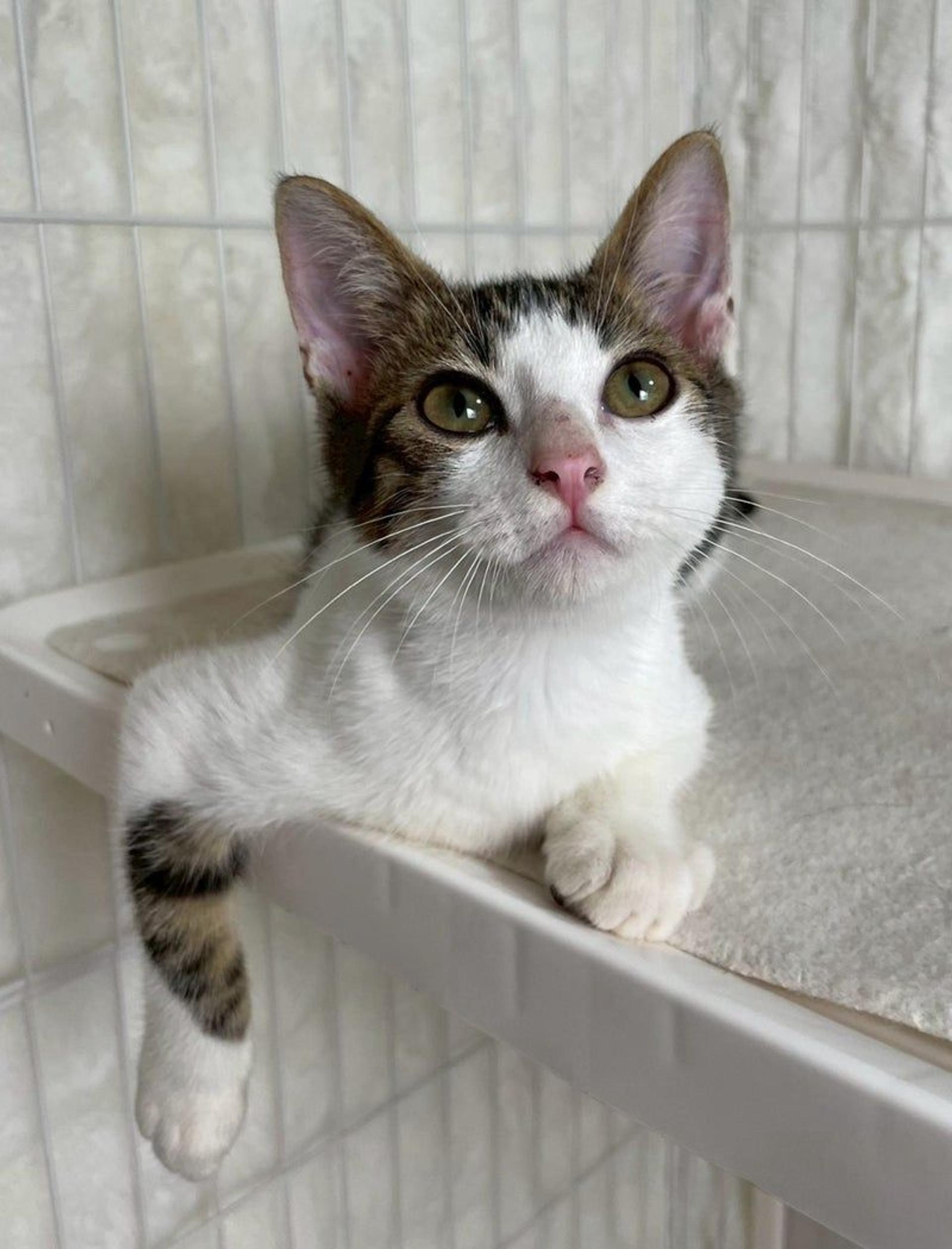 pet-image-3