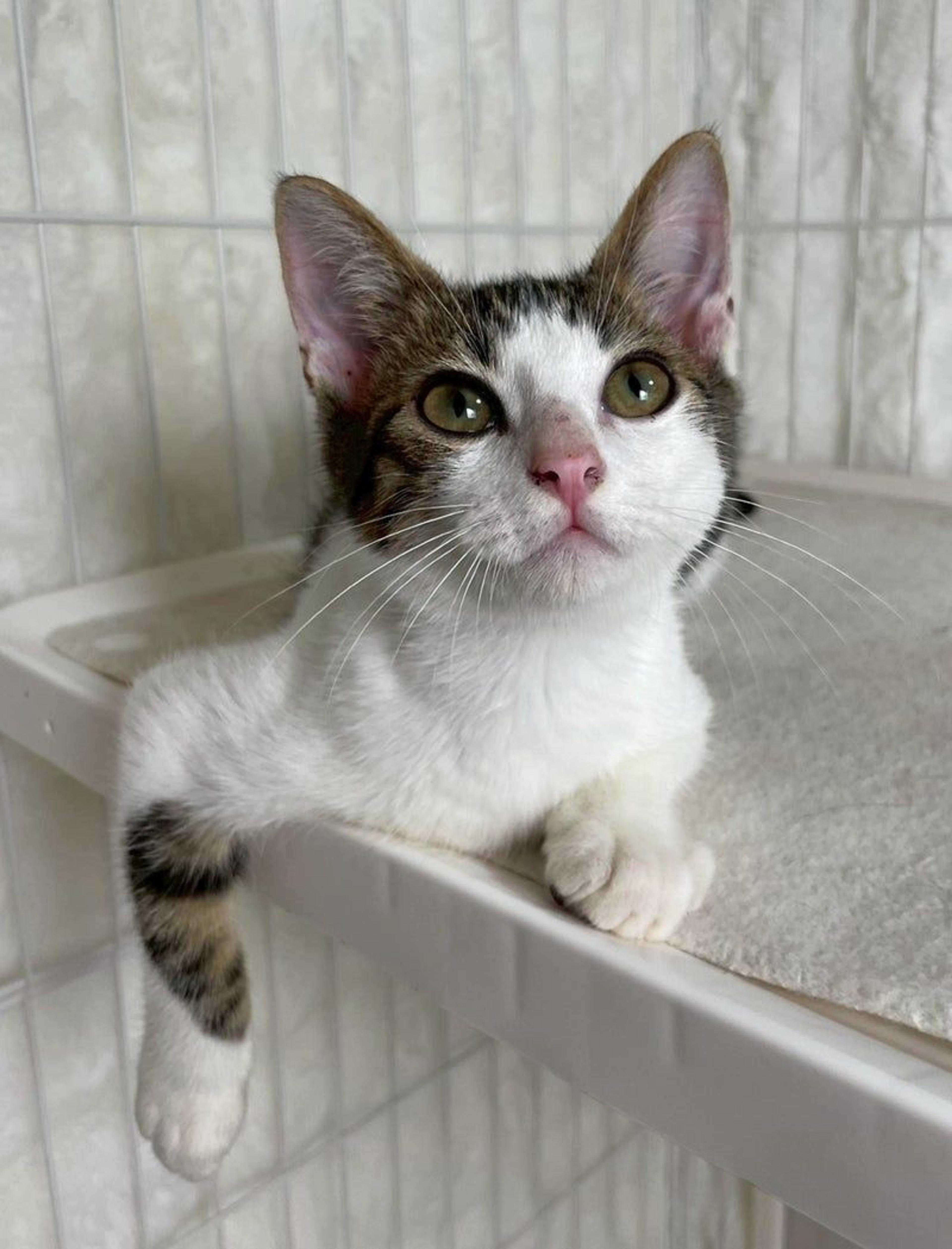 pet-image-3
