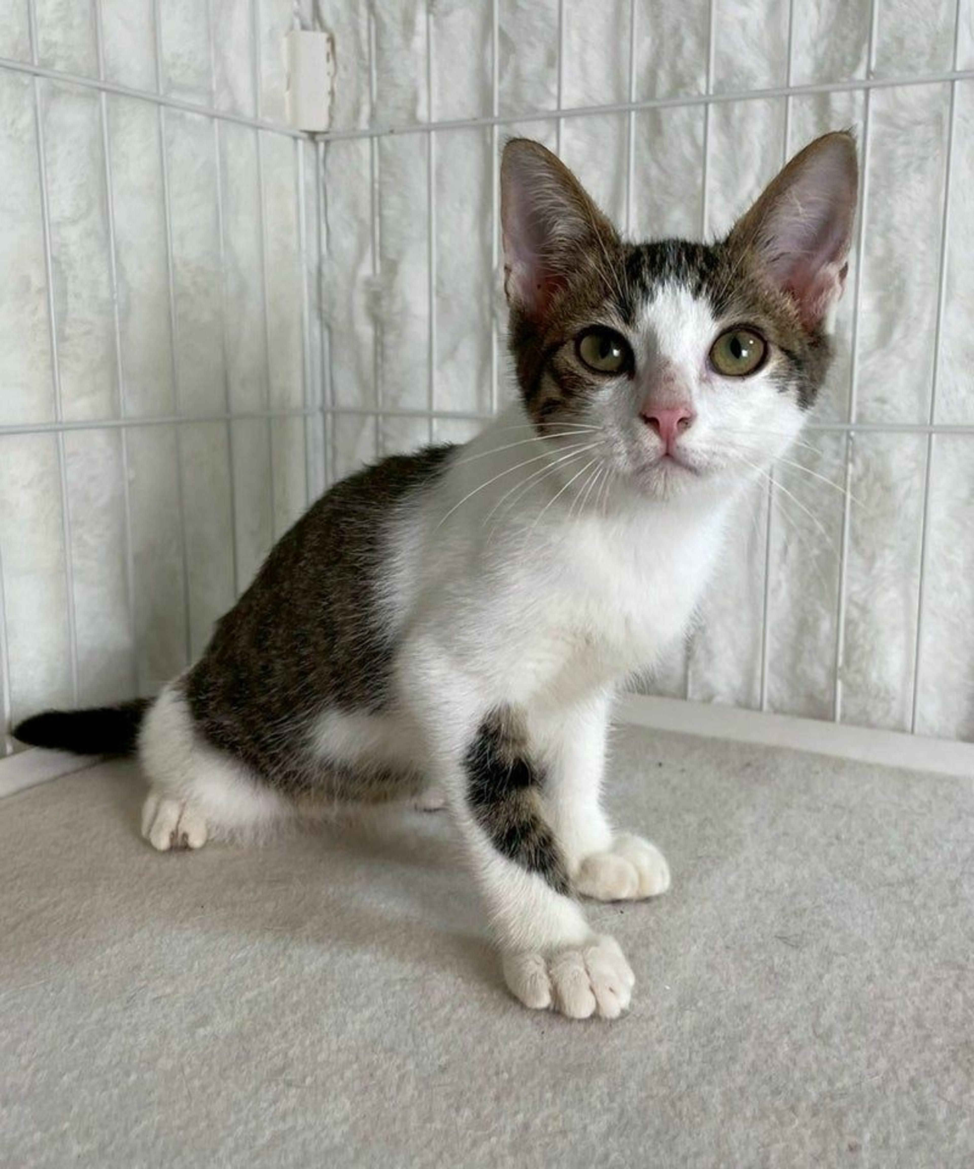 pet-image-4