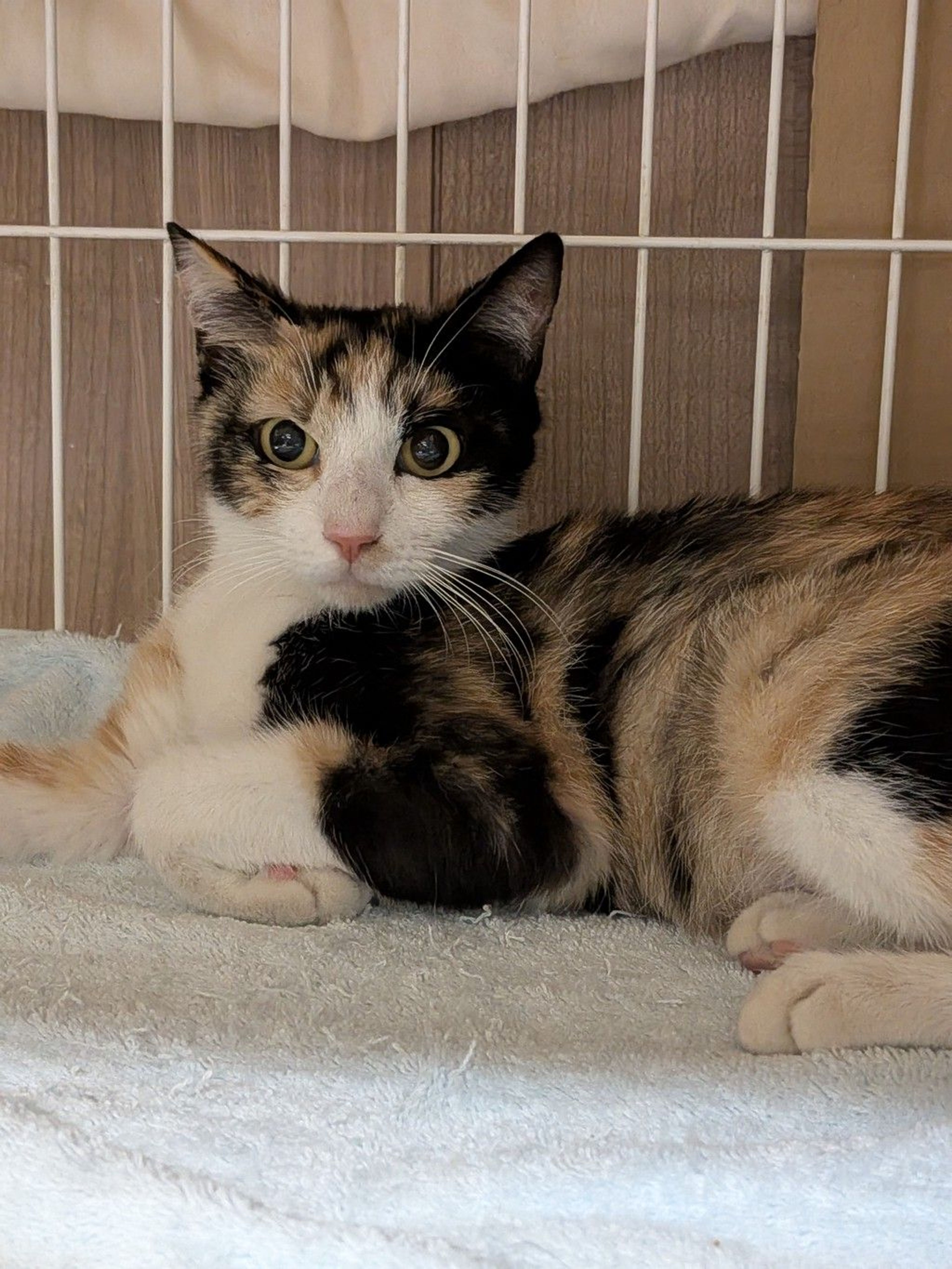 雑種（ミックス猫）・メスの里親募集の写真