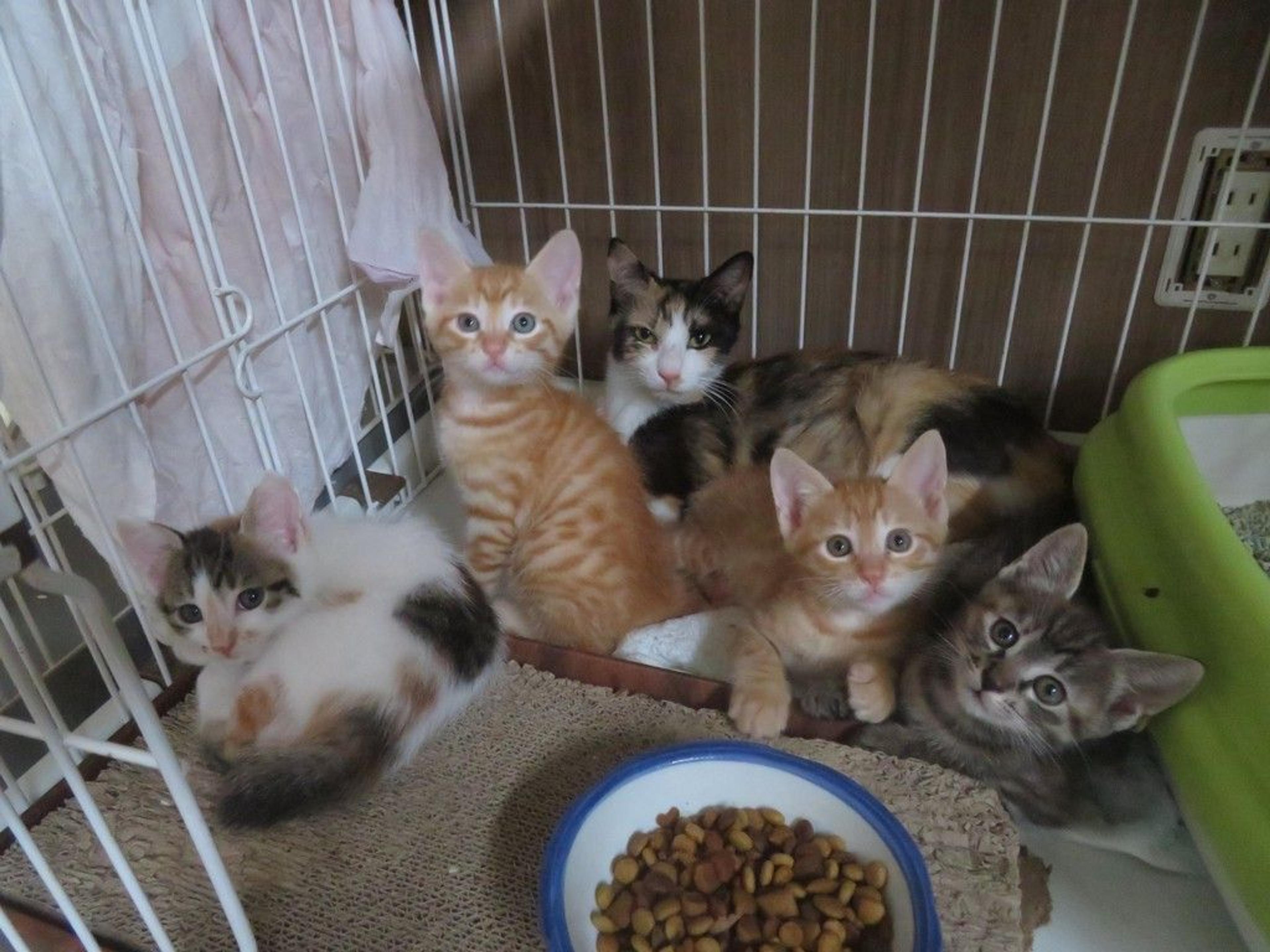 pet-image-3