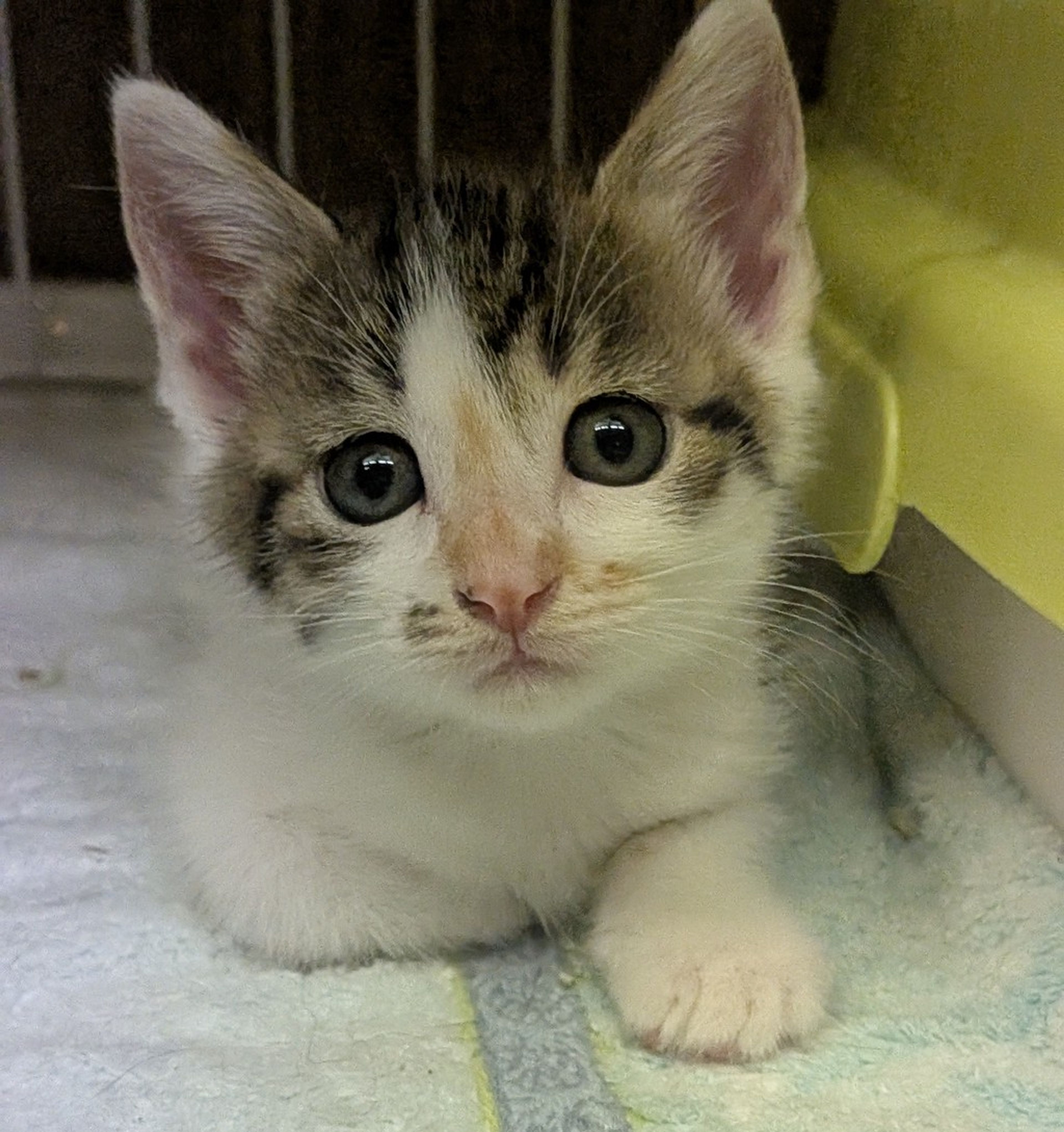 雑種（ミックス猫）・メスの里親募集の写真