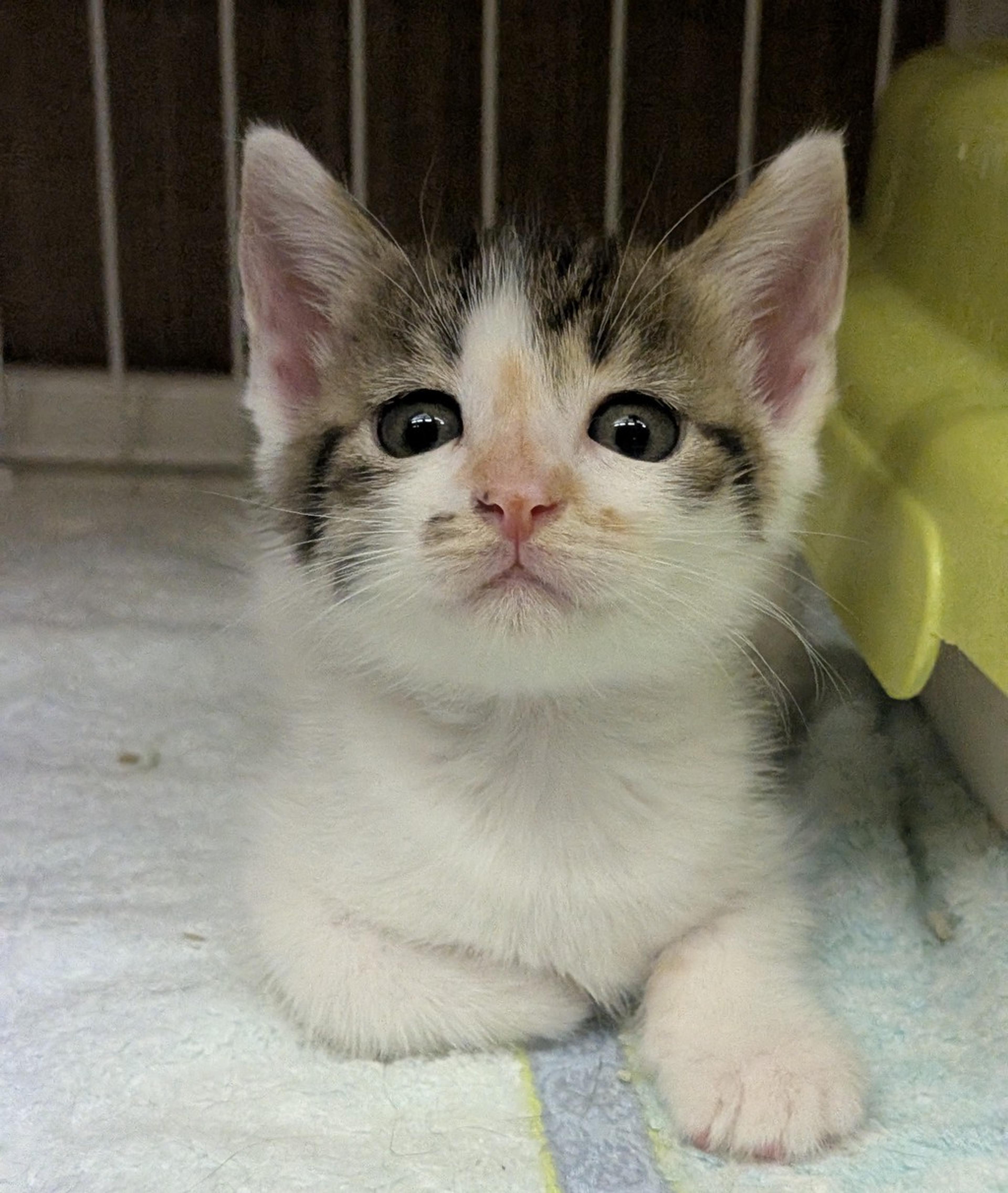 pet-image-2