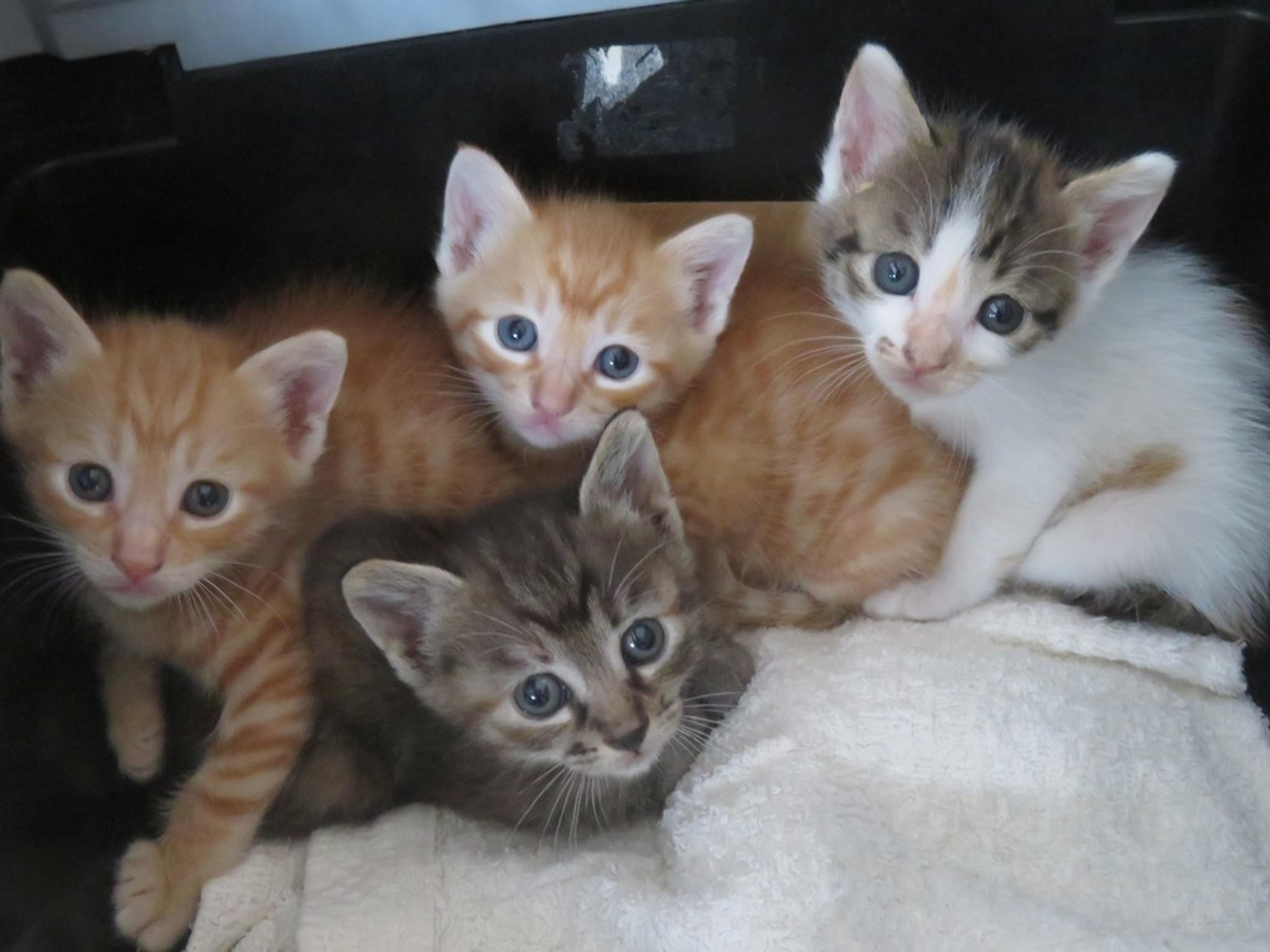 pet-image-3