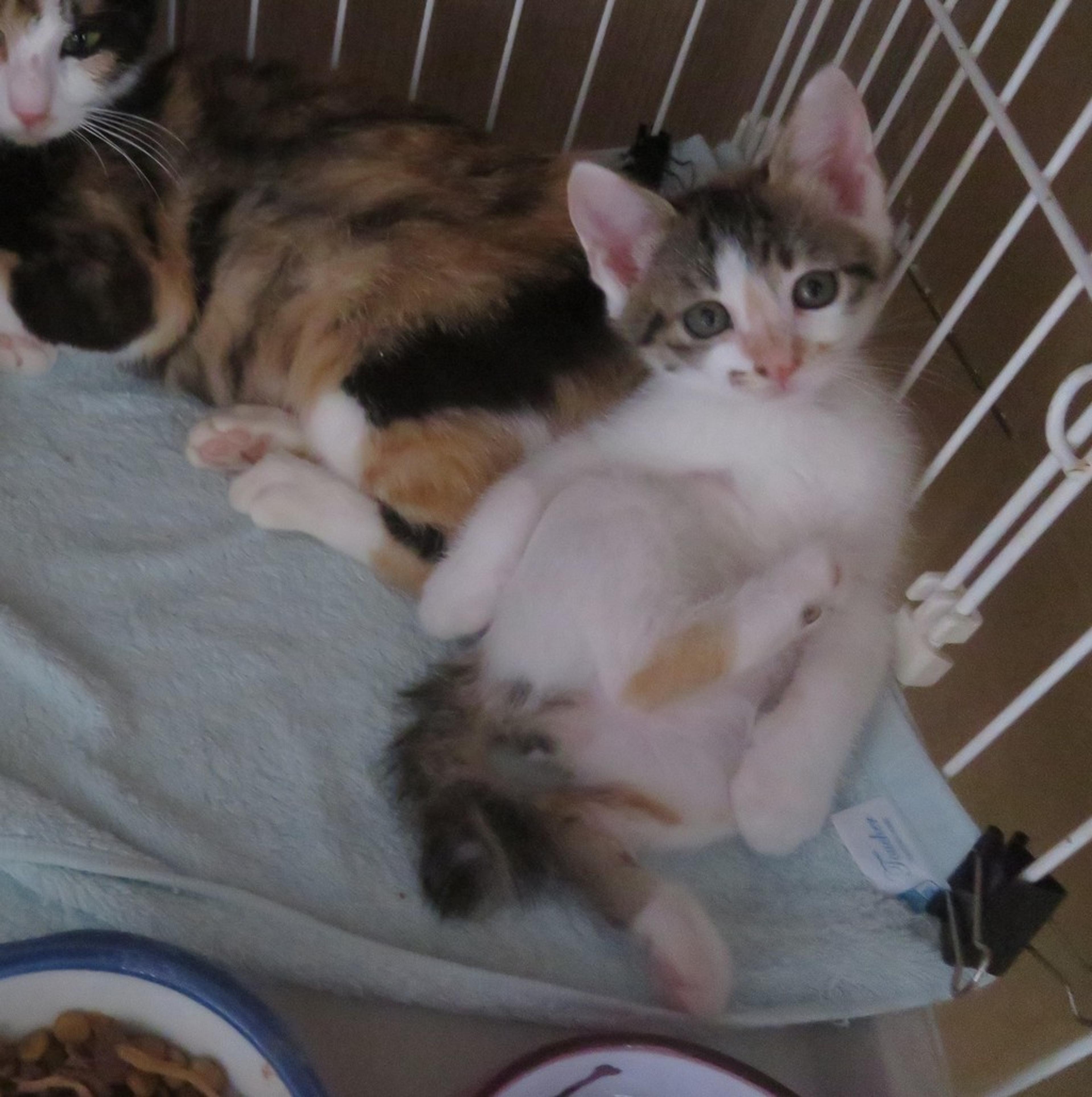 pet-image-4