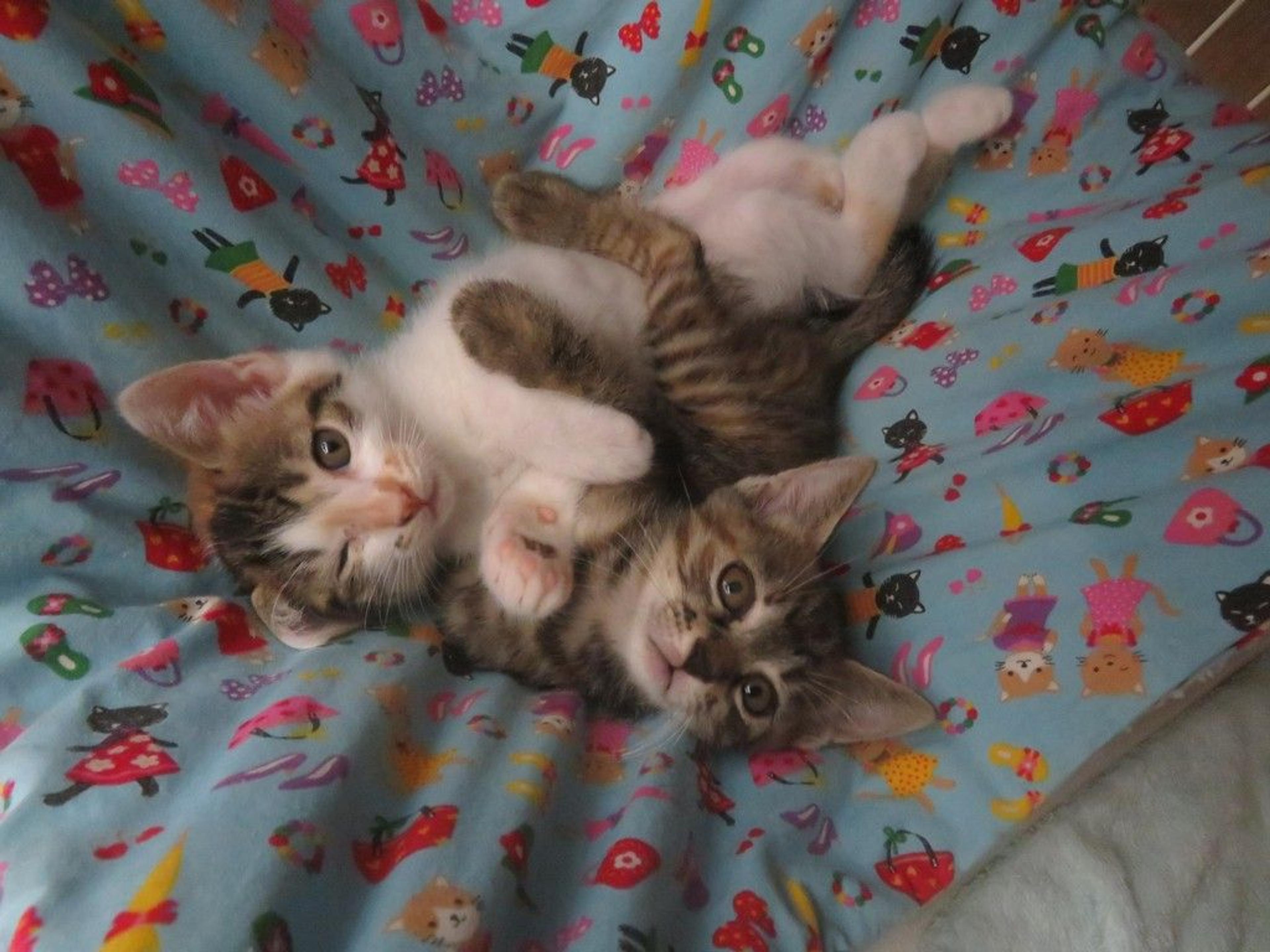 pet-image-3