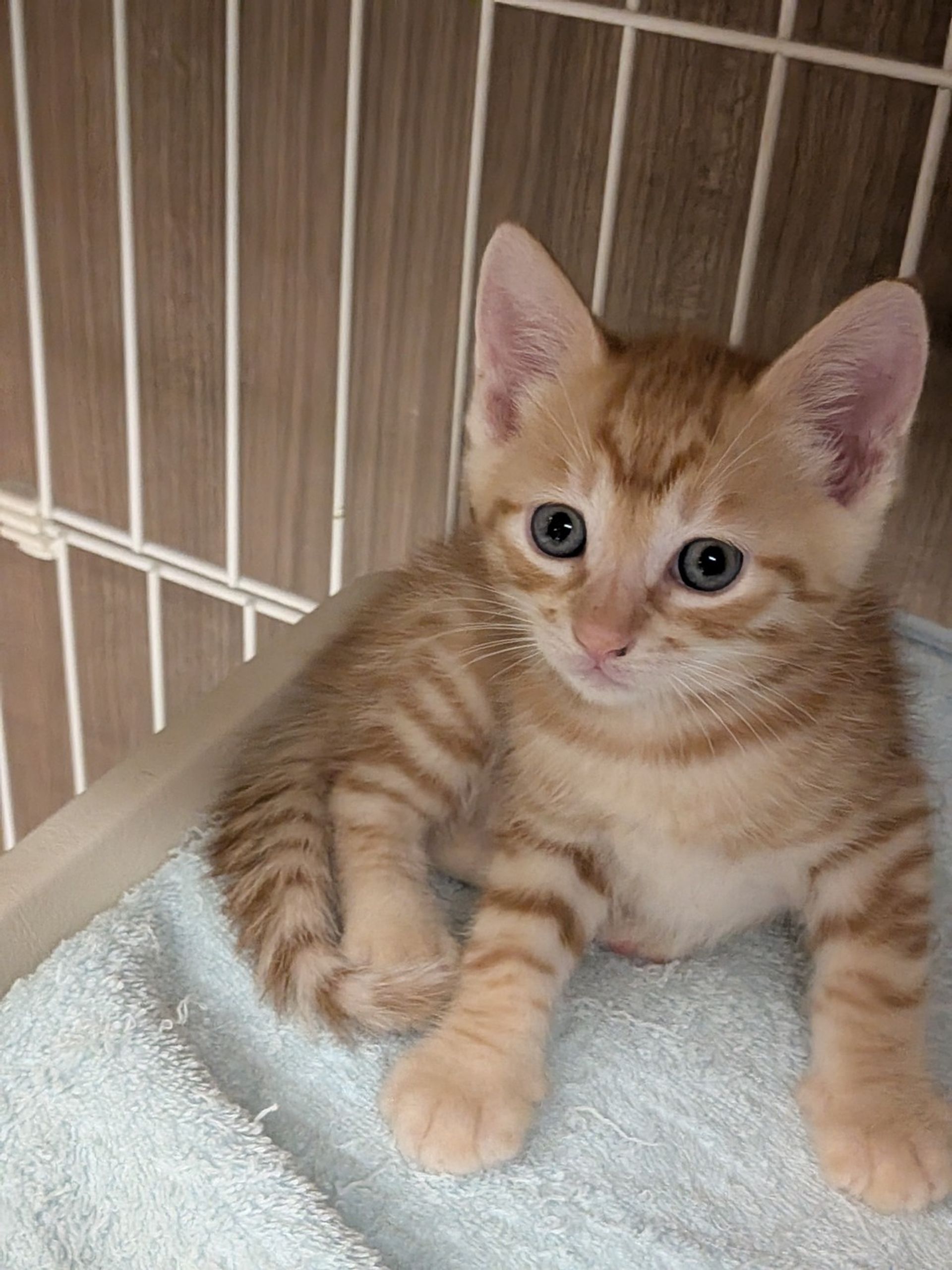 雑種（ミックス猫）・オスの里親募集の写真