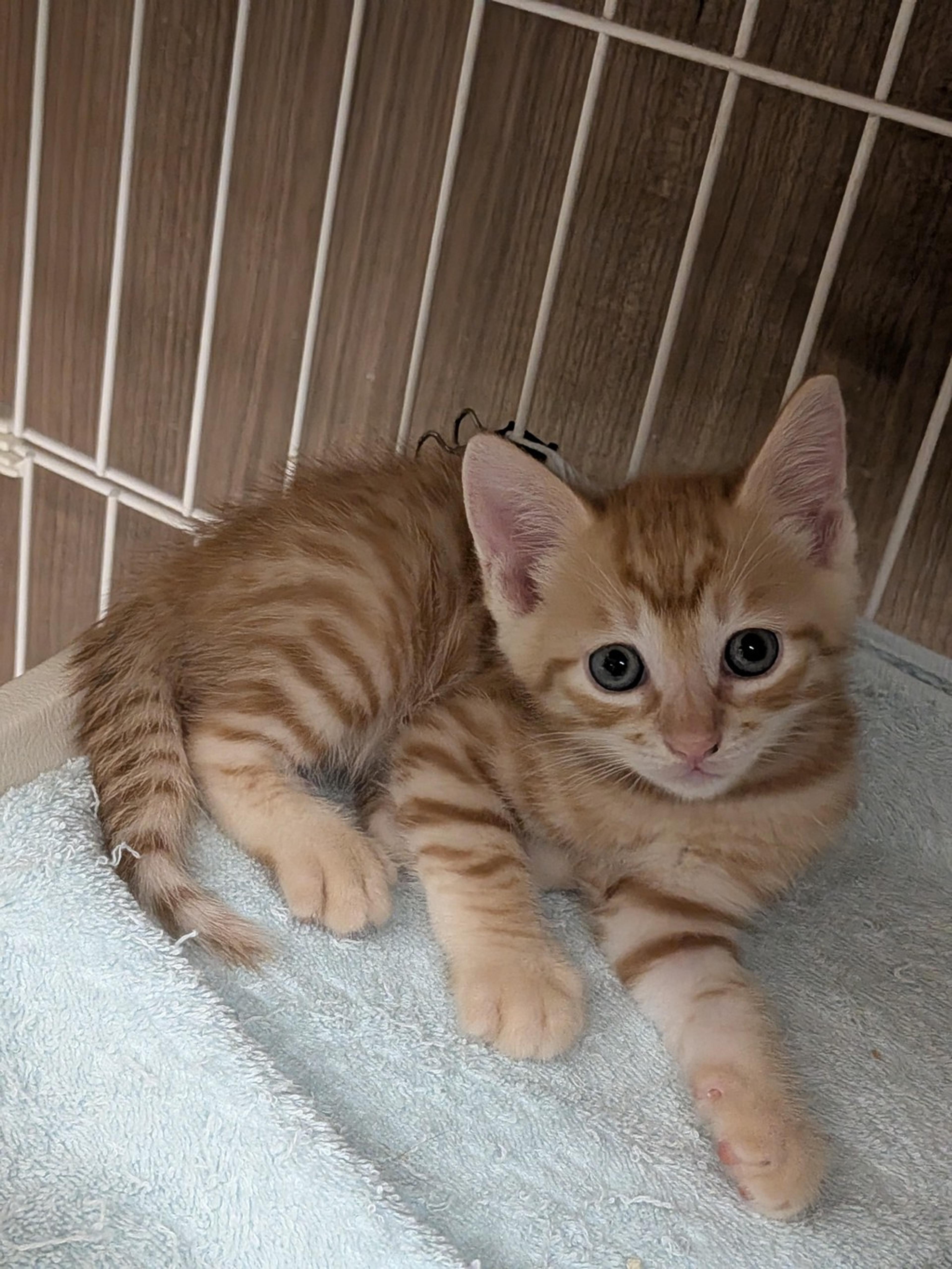 pet-image-2