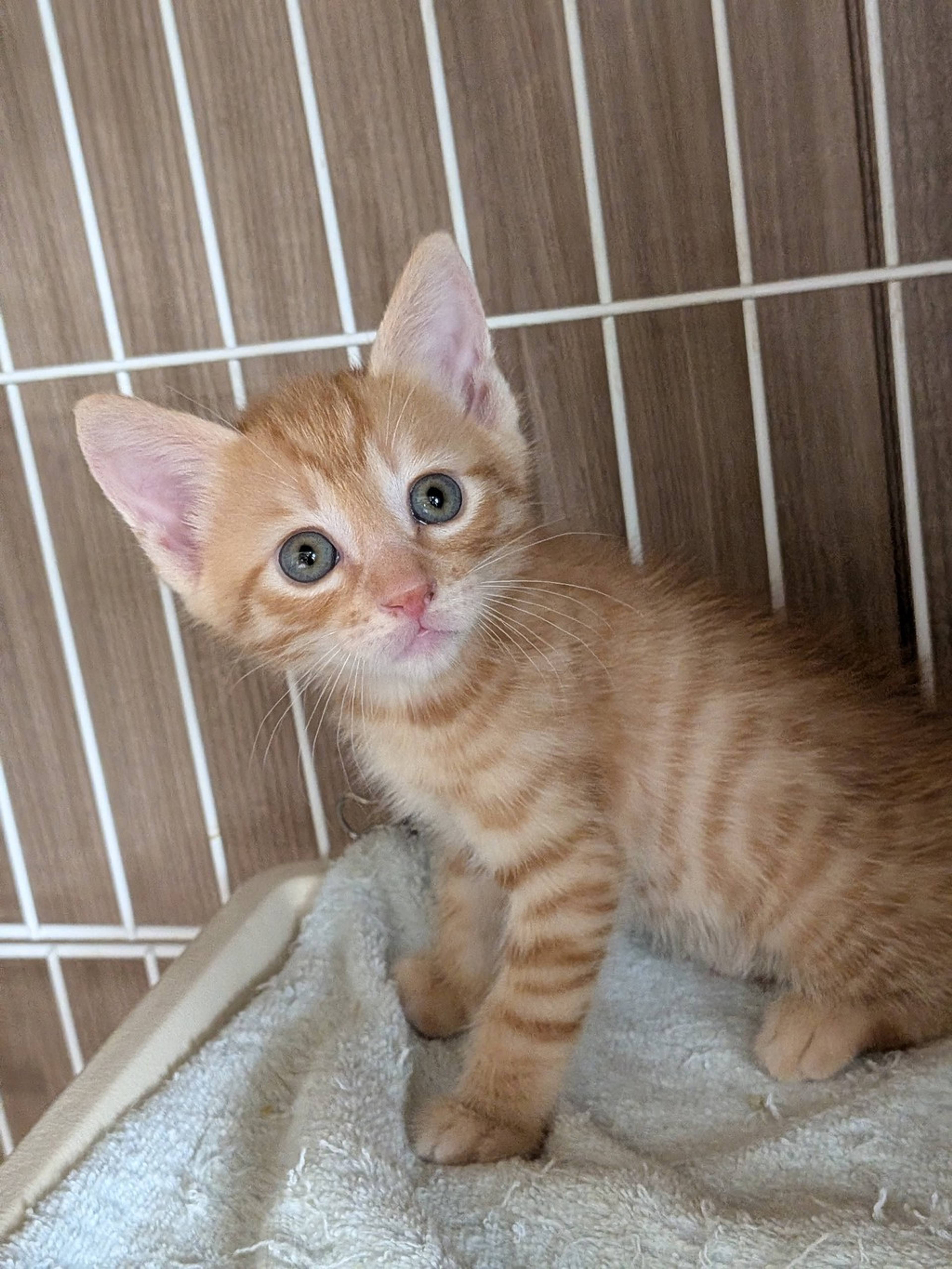 雑種（ミックス猫）・オスの里親募集の写真