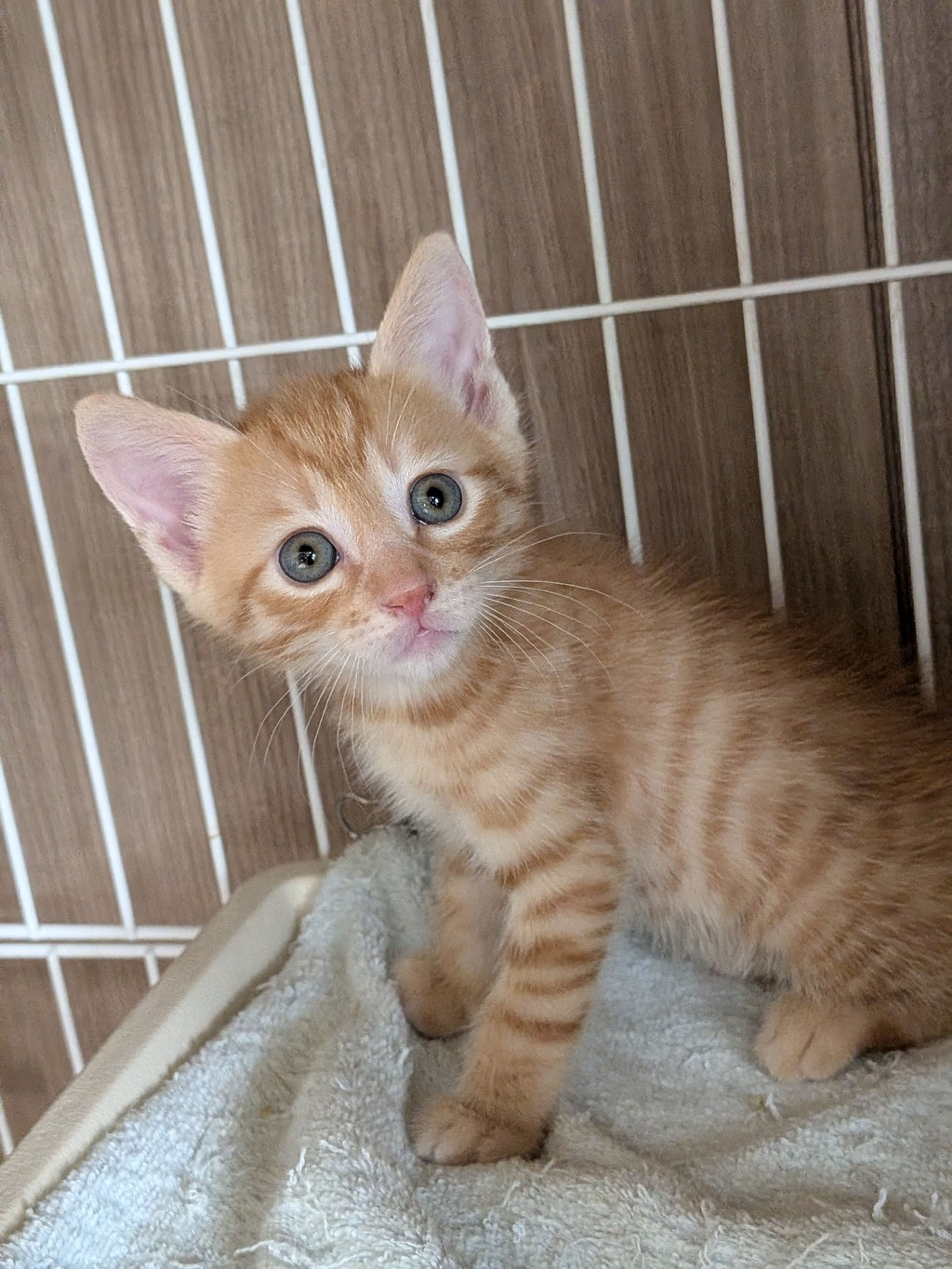 雑種（ミックス猫）・オスの里親募集の写真