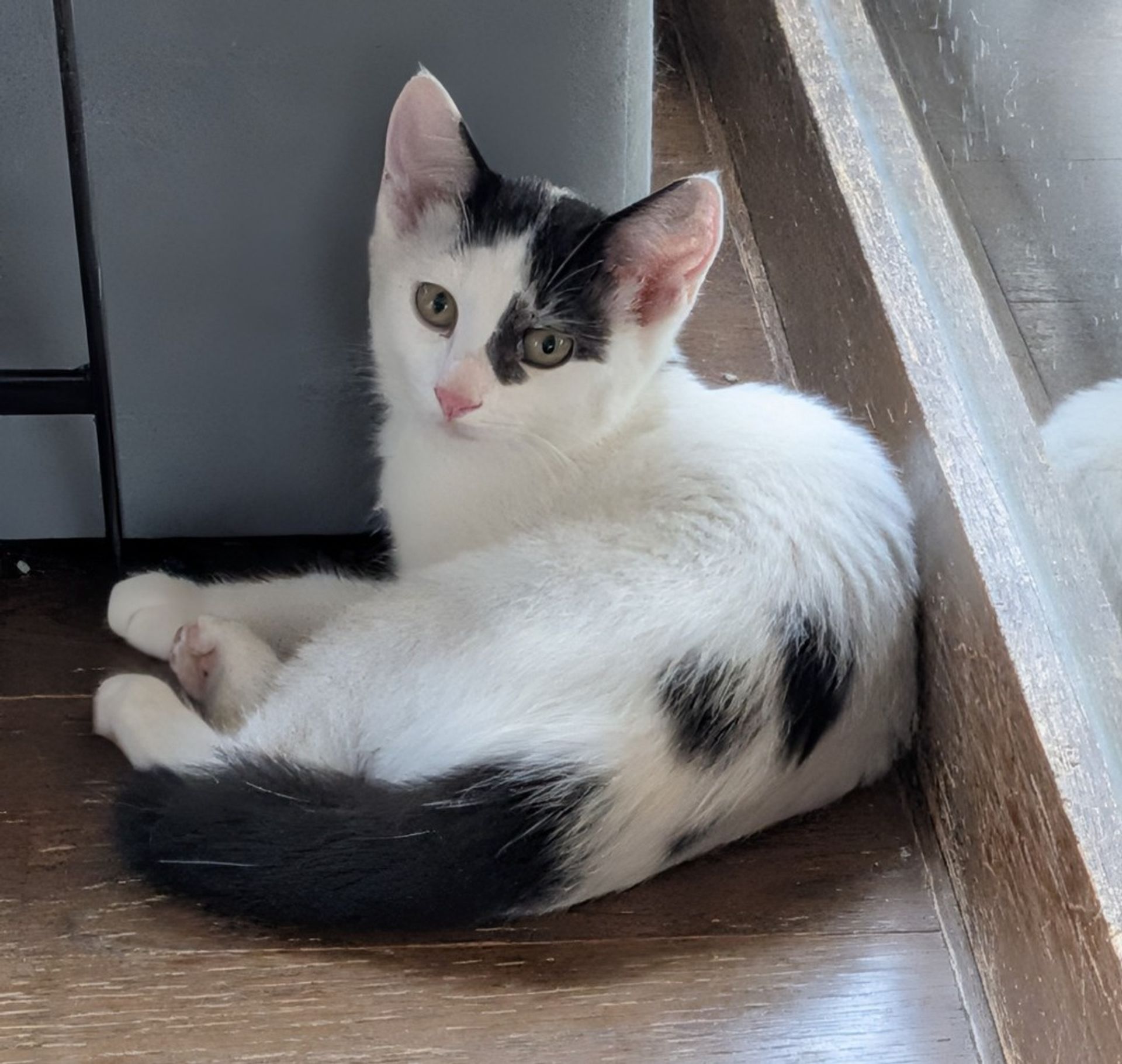 雑種（ミックス猫）・メスの里親募集の写真