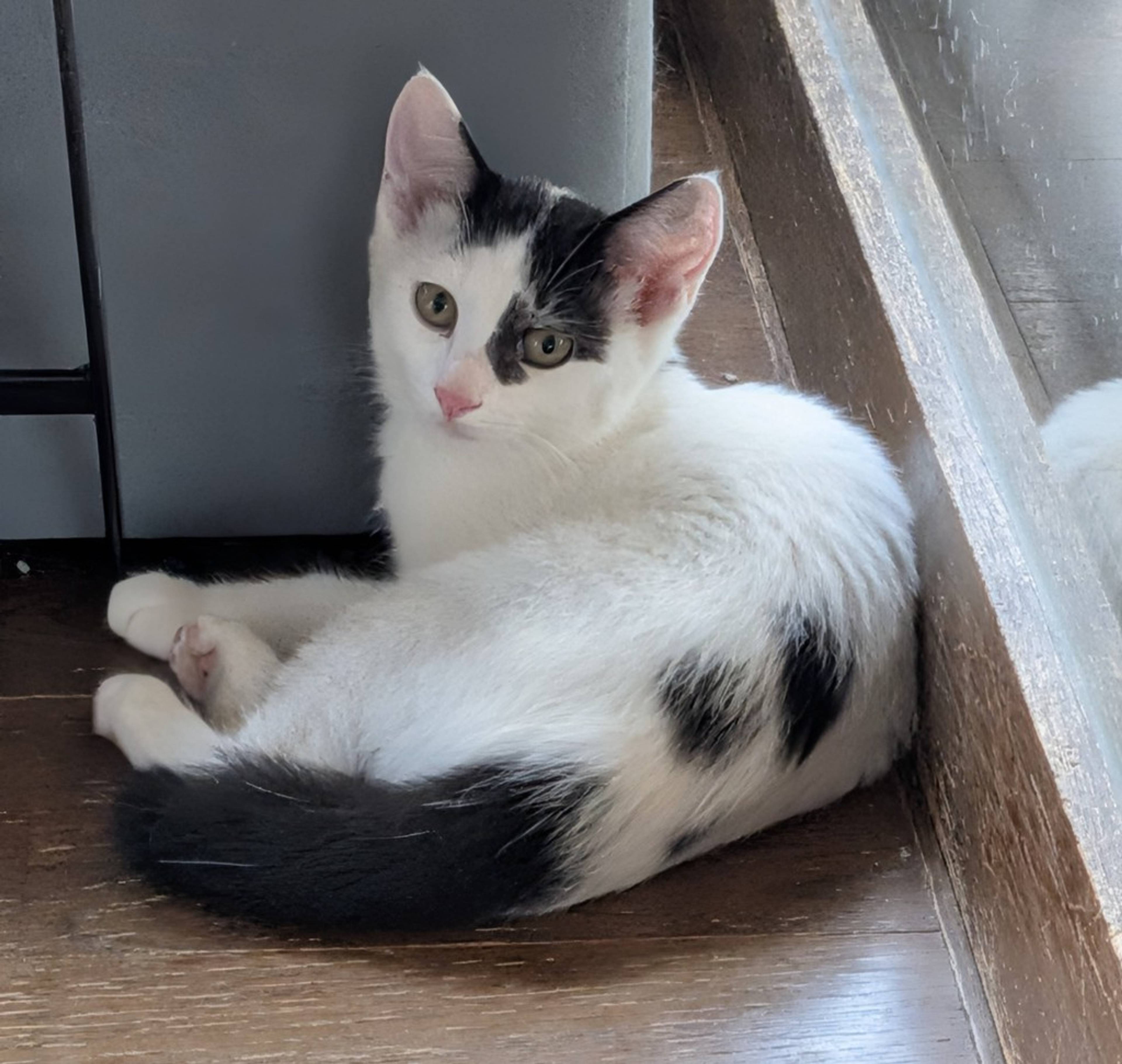 雑種（ミックス猫）・メスの里親募集の写真