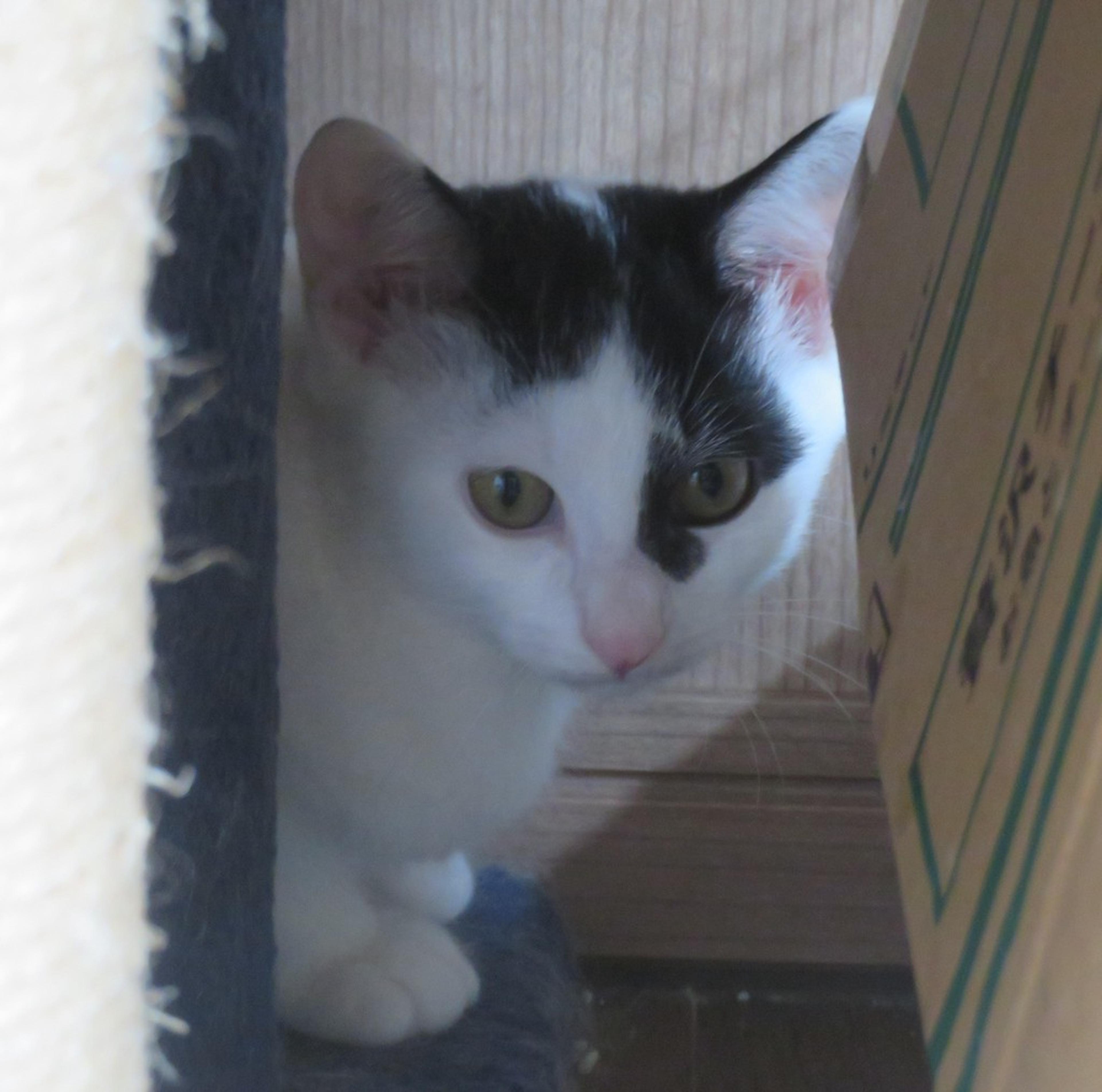 pet-image-2