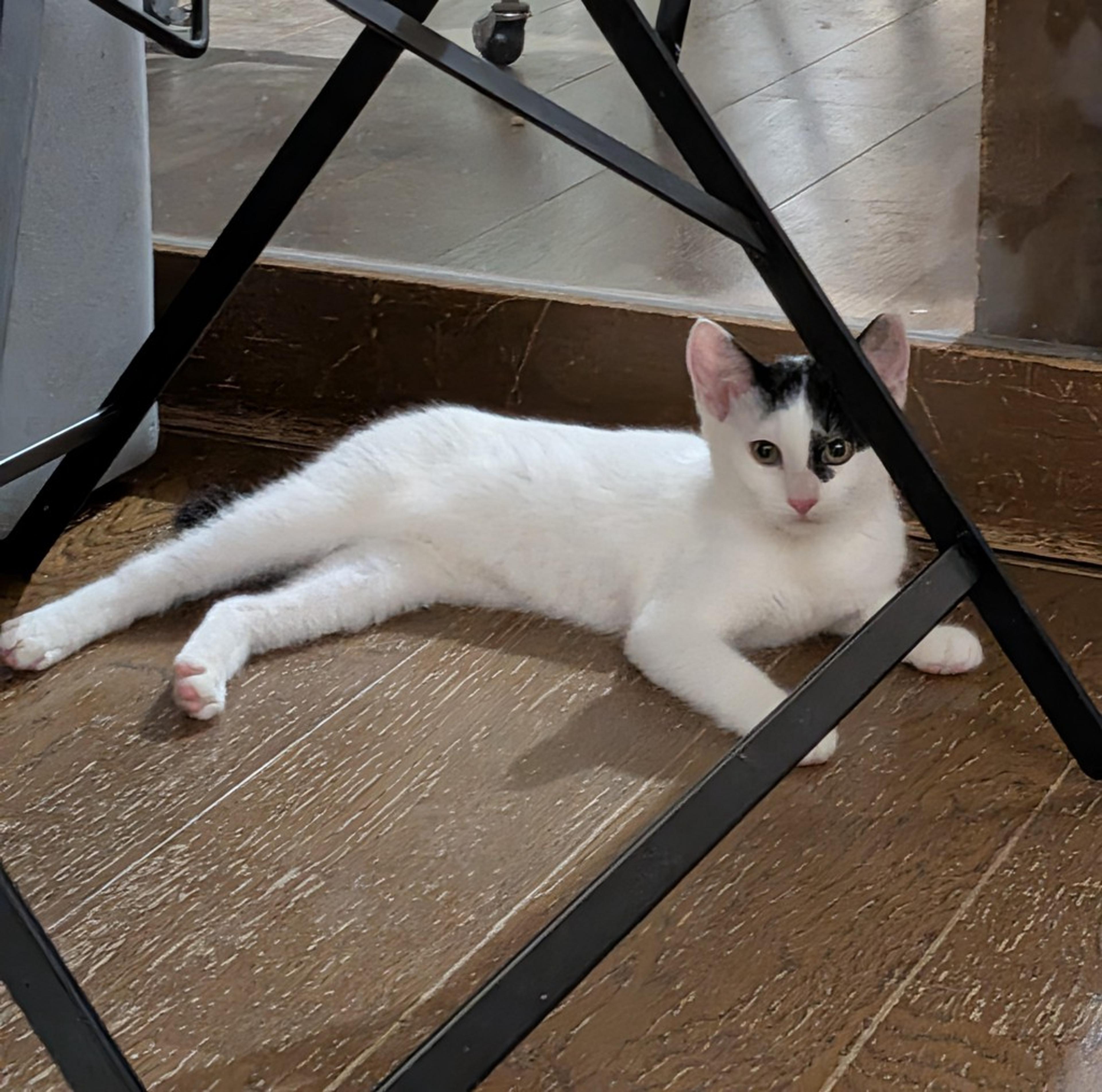 pet-image-3