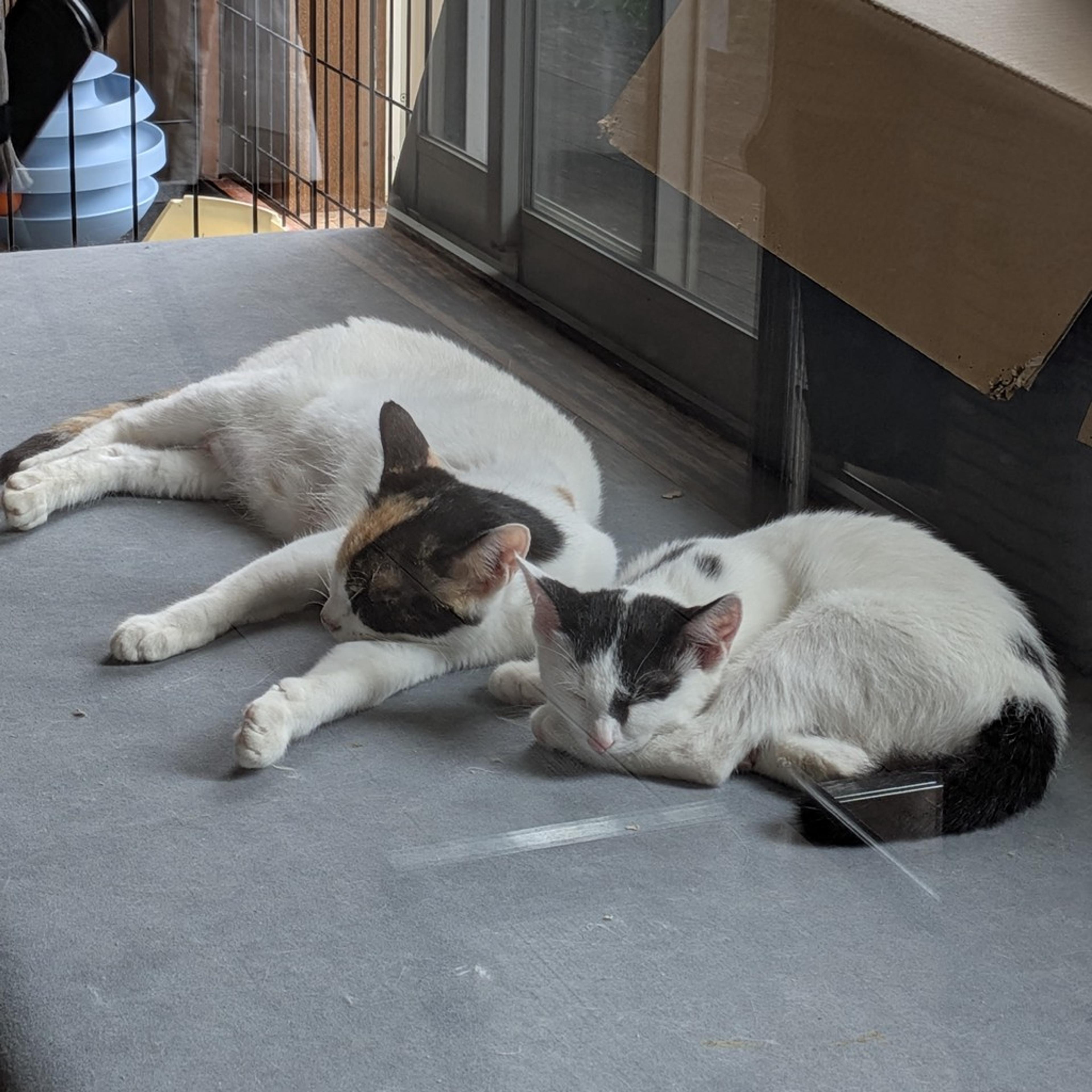 pet-image-6