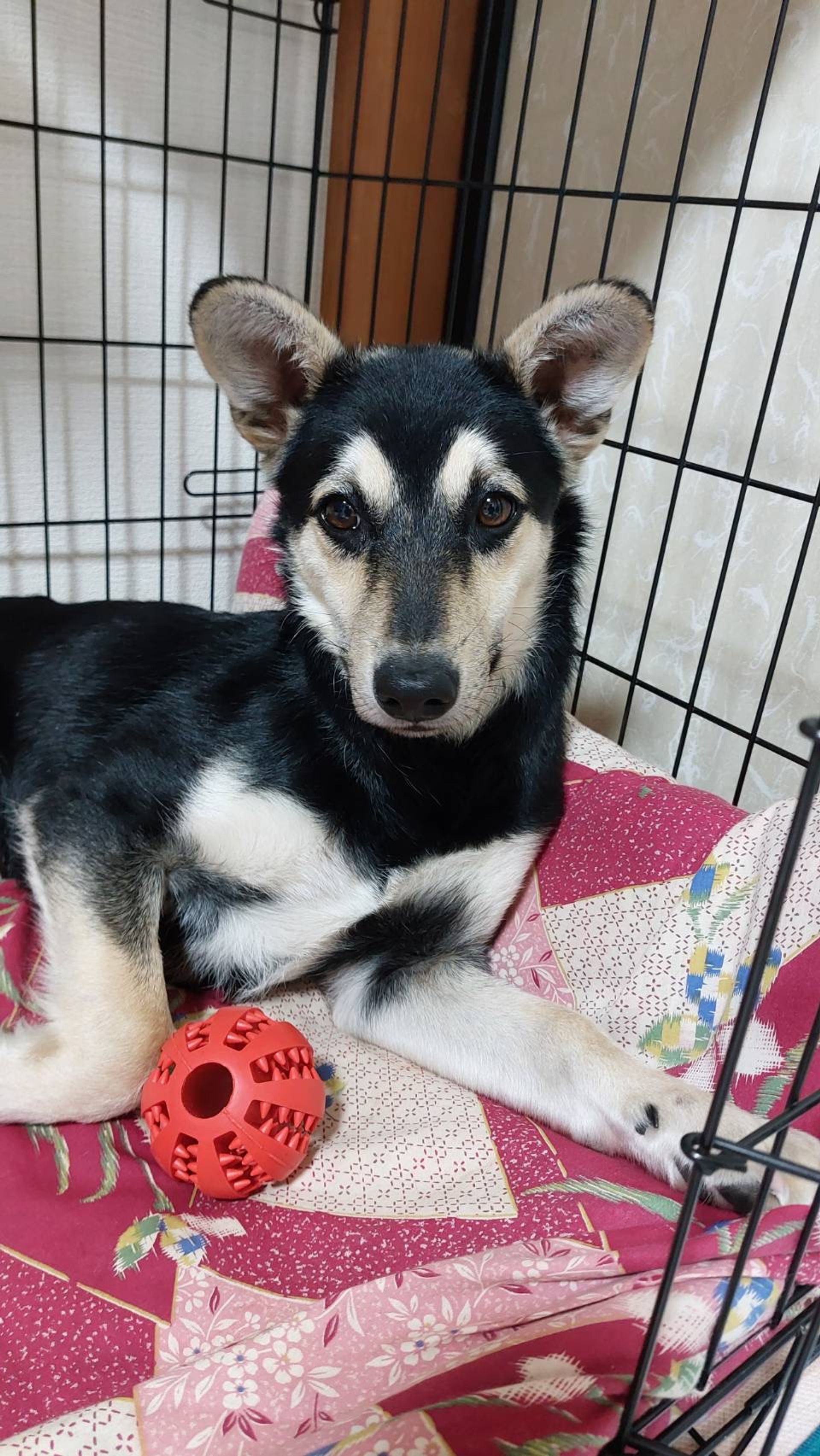 雑種（ミックス犬）・メスの里親募集の写真