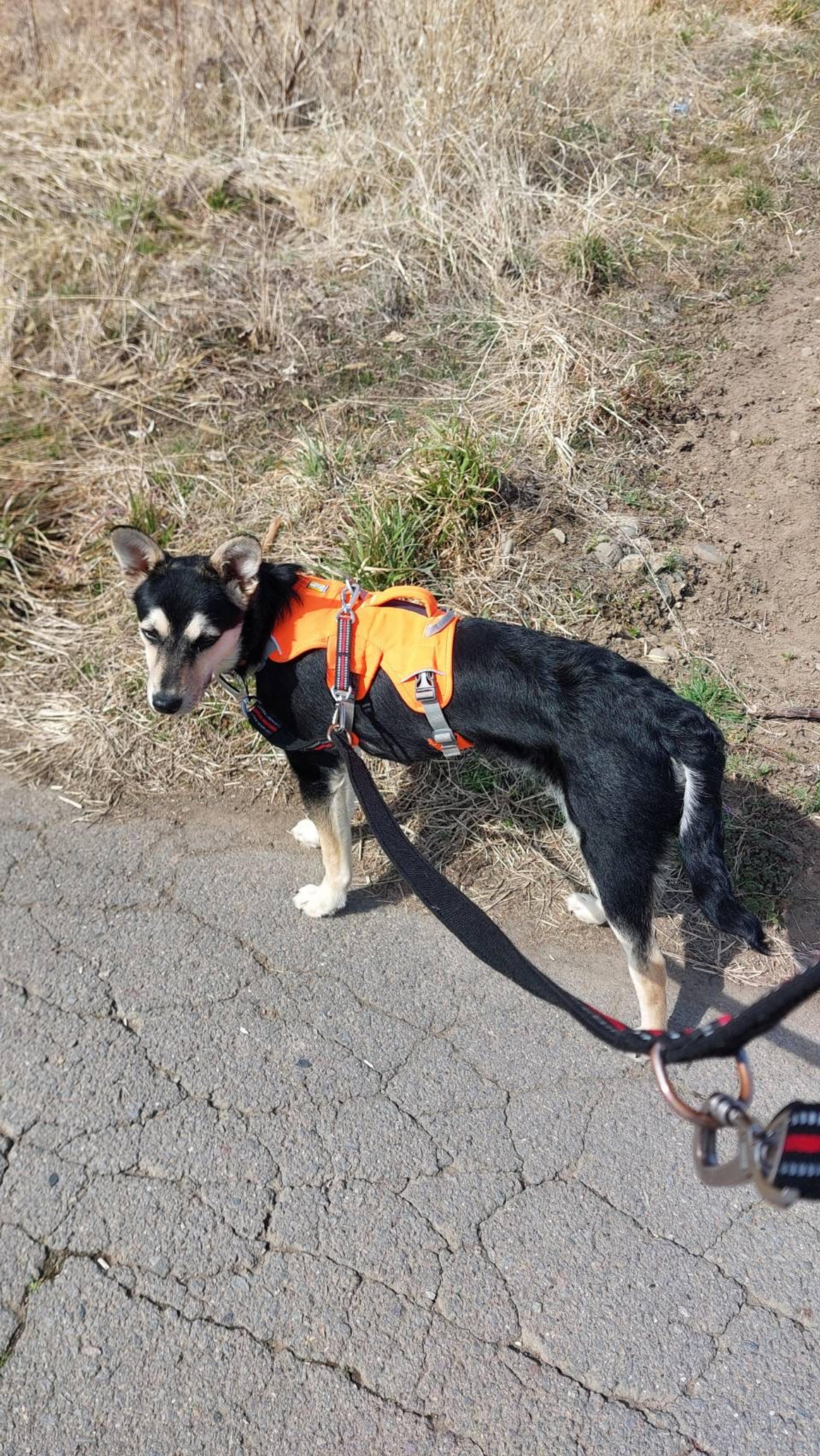 pet-image-3